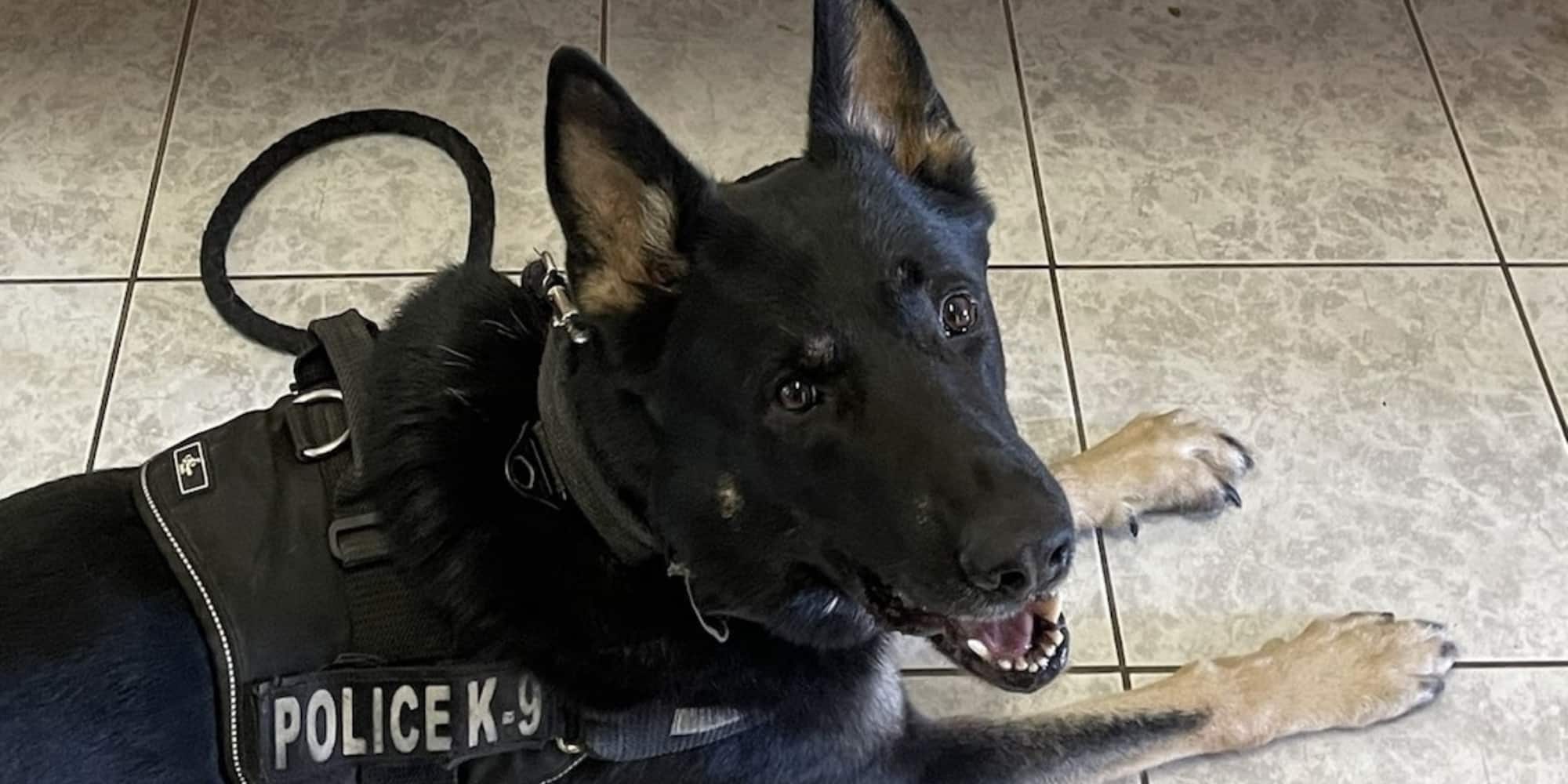 Ο αστυνομικός σκύλος «Ακύλας»
