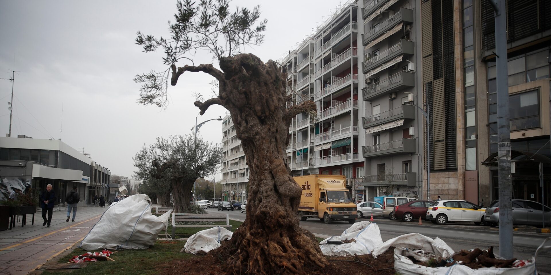 Μία από τις ελιές που αντικαταστάθηκαν