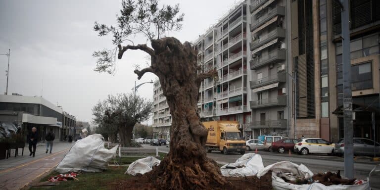 «Όαση τέχνης» αποτελεί η δεντροστοιχία από ελιές στην Θεσσαλονίκη – Σήμερα αντικαταστάθηκαν δύο (εικόνες)