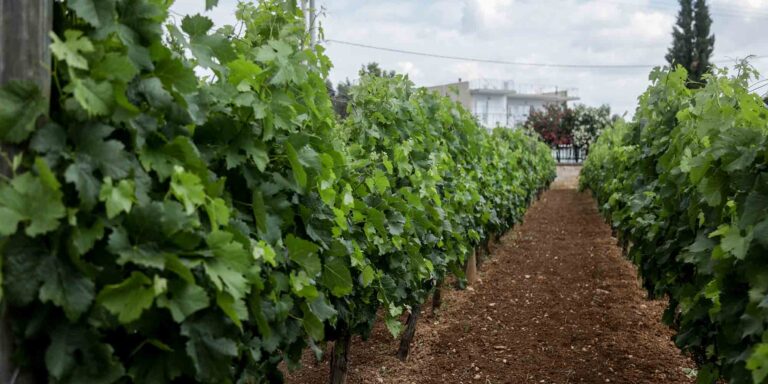Ανθίζει στην Ελλάδα ο οινοτουρισμός – Ψηλά στην ατζέντα της κυβέρνησης για τον τουρισμό
