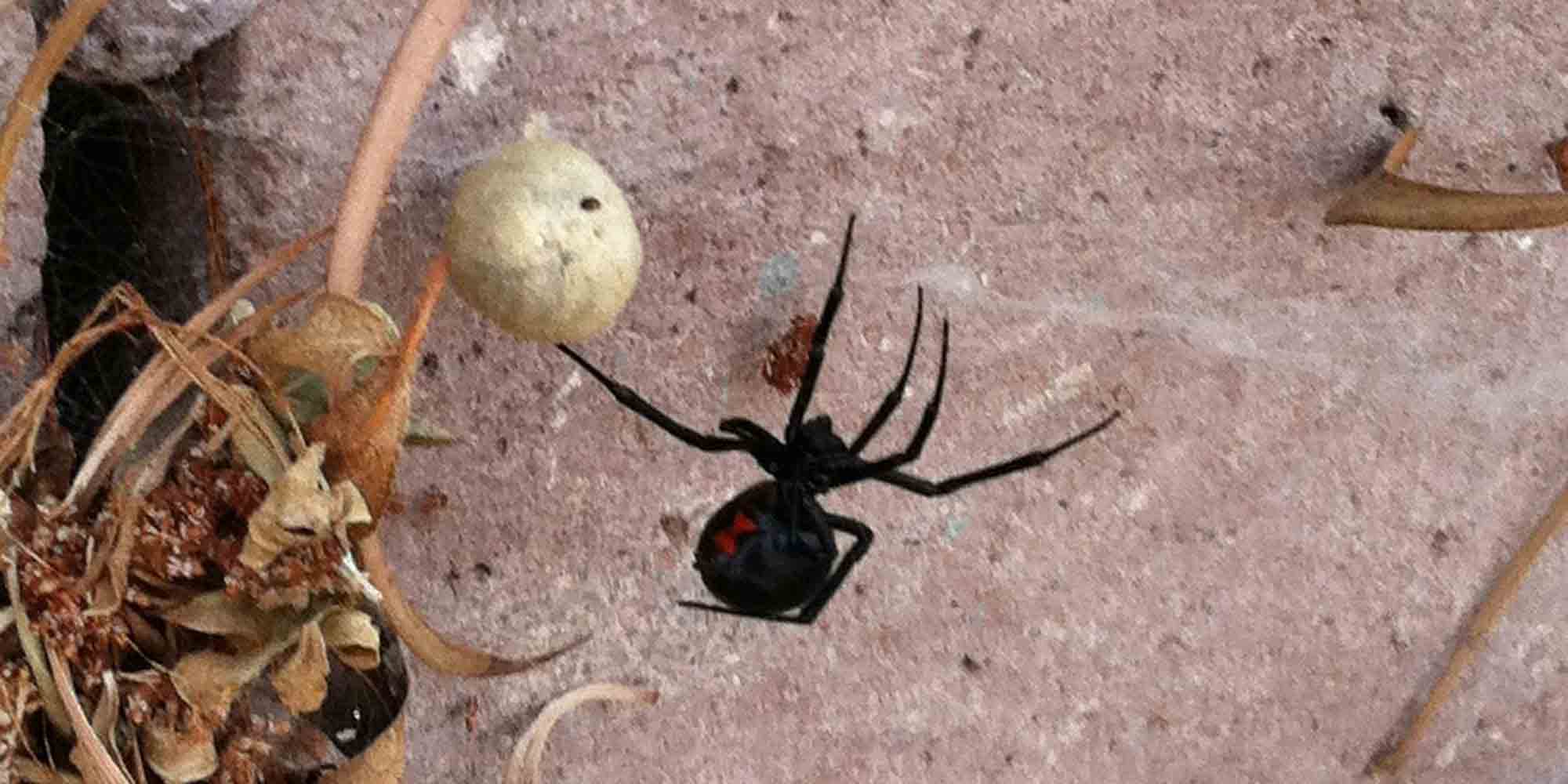 Αράχνη «μαύρη χήρα»