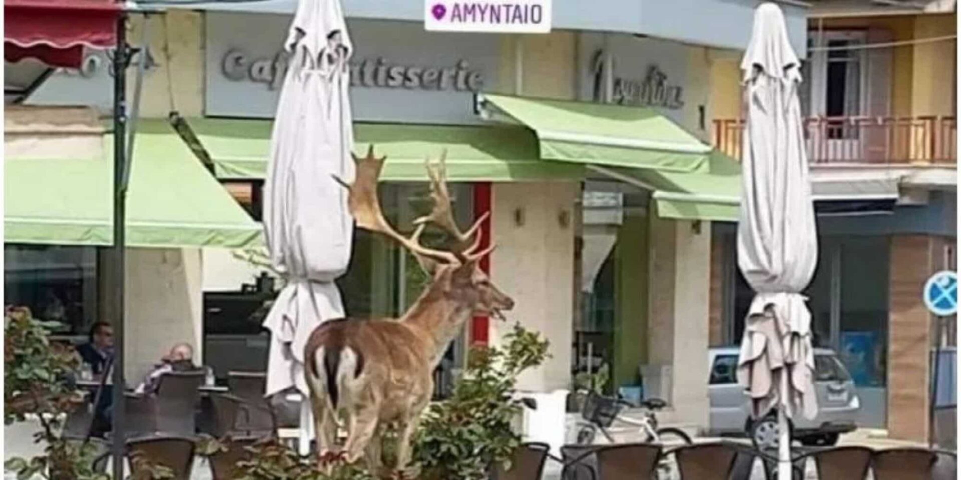 Ελάφι στο κέντρο του Αμύνταιου