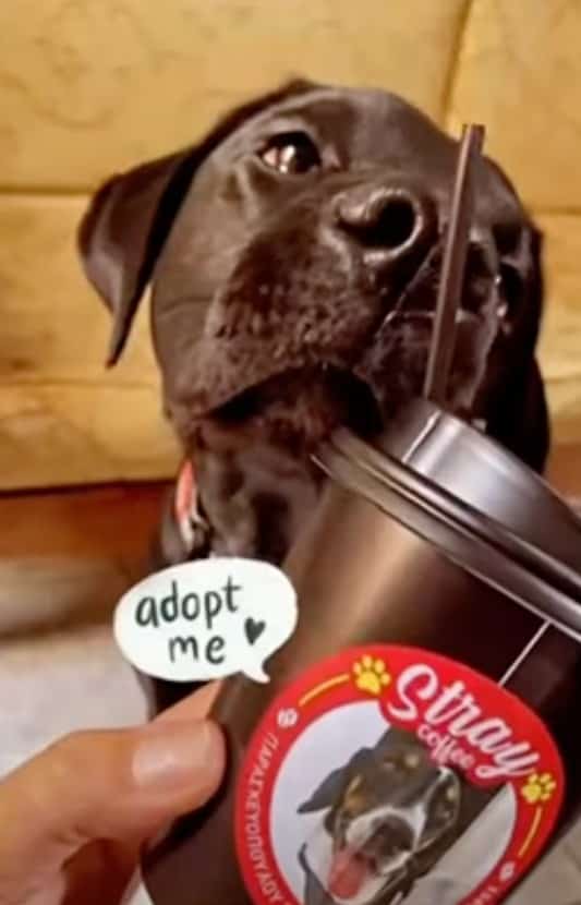 Καφετέρια στον Βόλο τυπώνει στα ποτήρια της τα σκυλάκια που χρειάζονται σπίτι