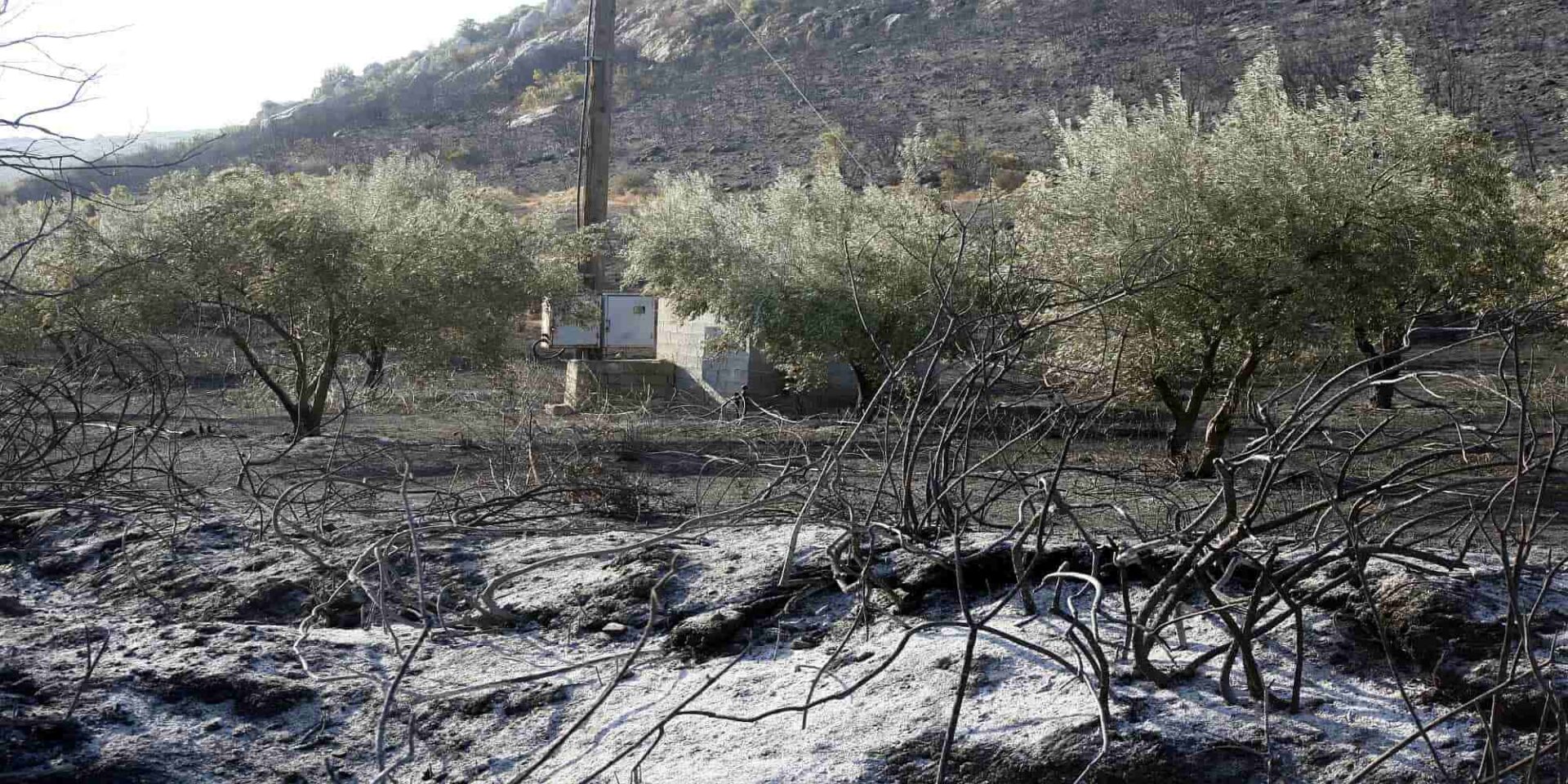 Καμένες καλλιέργειες