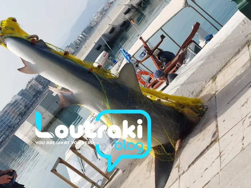 - Καρχαρίας τριών μέτρων πιάστηκε στα δίχτυα ψαρά στο Λουτράκι Κορινθίας (εικόνες & βίντεο)