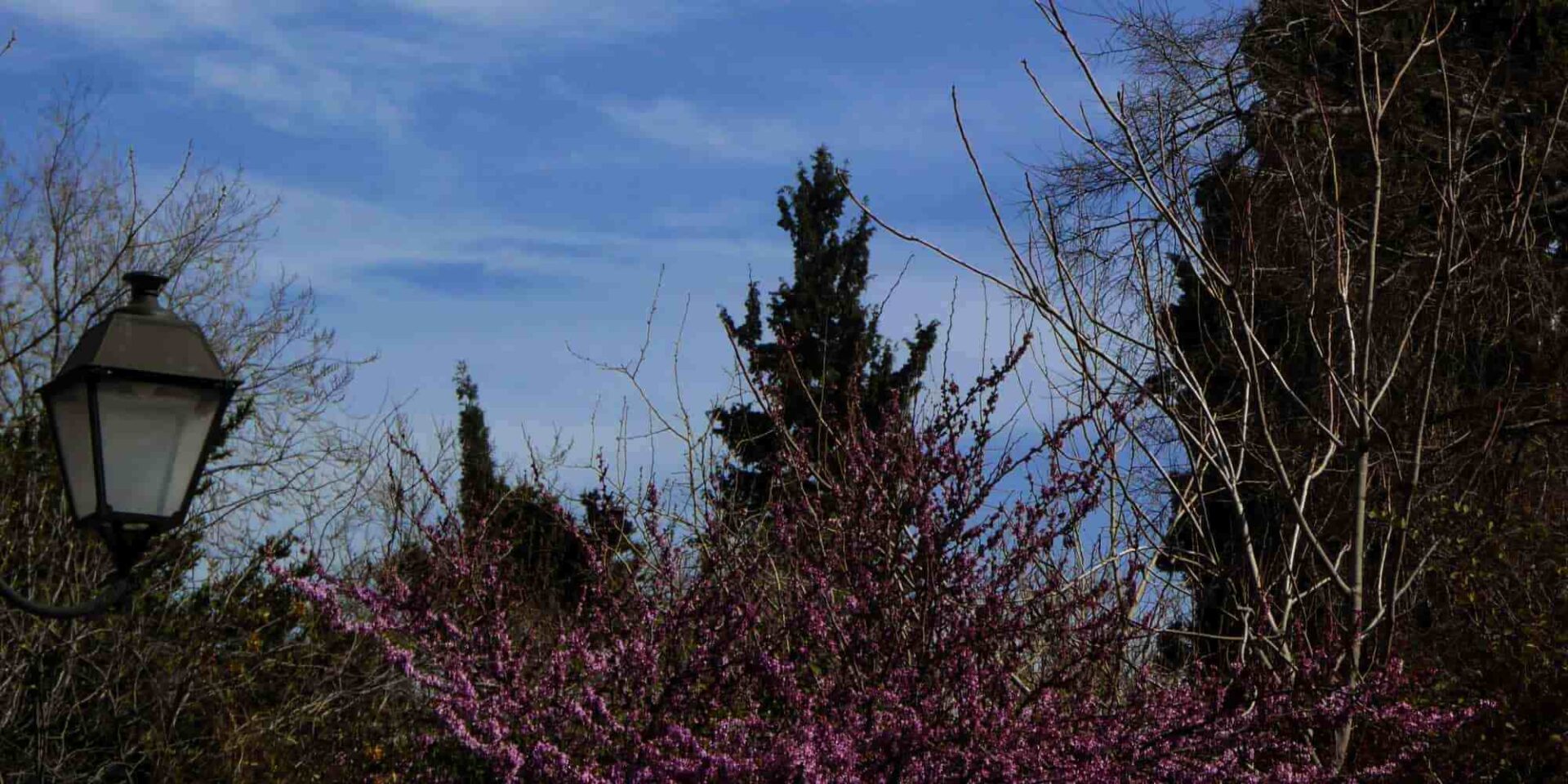 Ανθισμένα δέντρα και συννεφιά