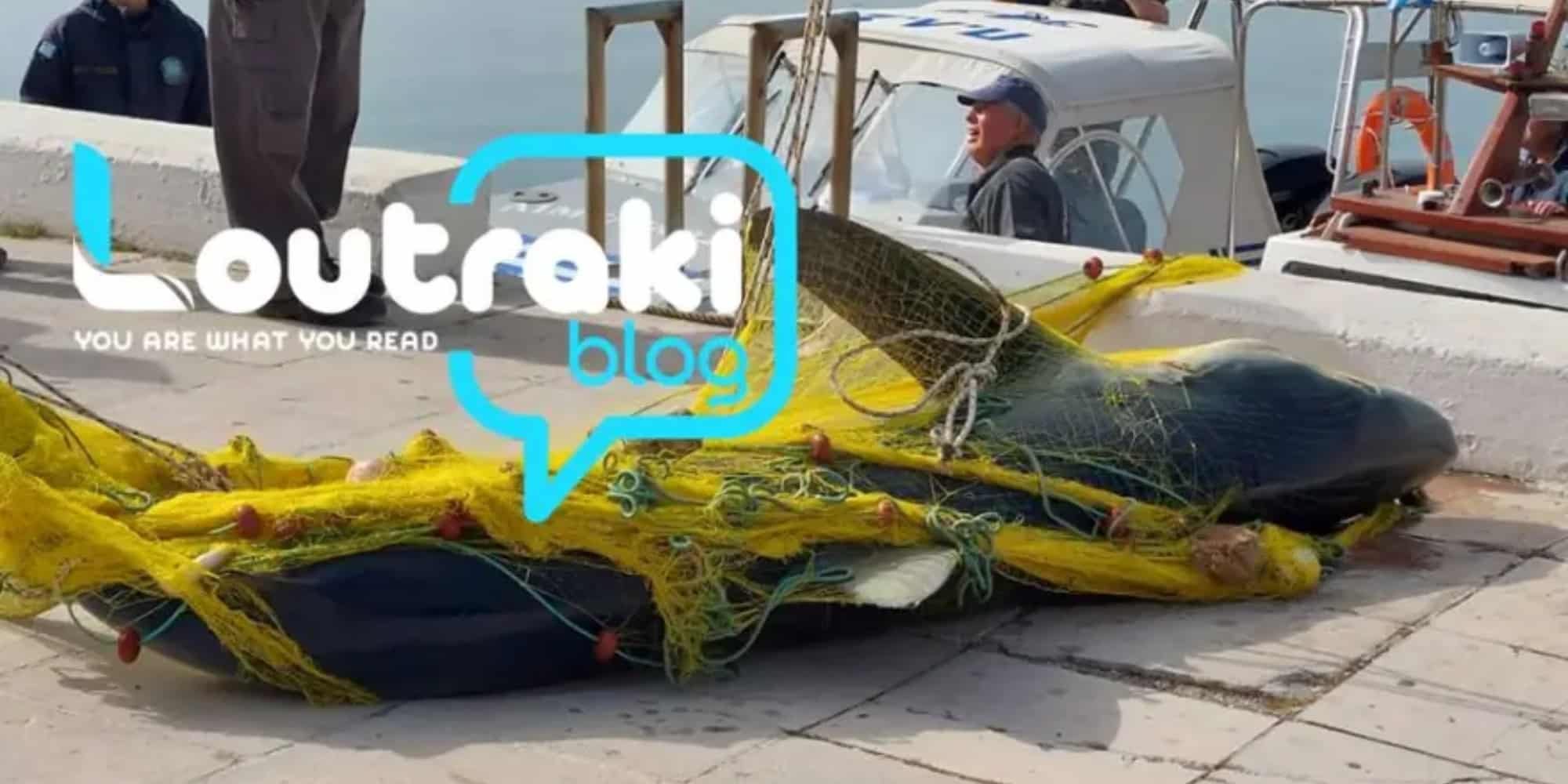 Καρχαρίας τριών μέτρων πιάστηκε στα δίχτυα ψαρά στο Λουτράκι Κορινθίας (εικόνες & βίντεο)
