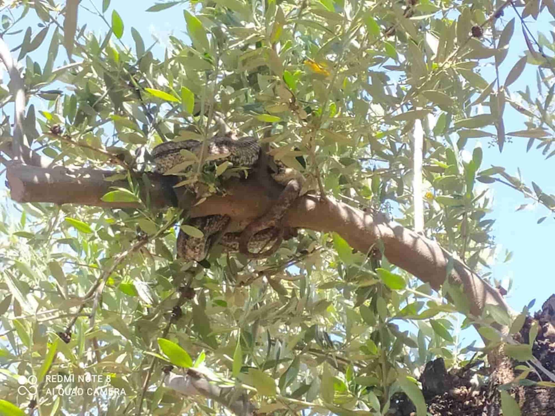 Τα φίδια που βρήκε ο αγρότης