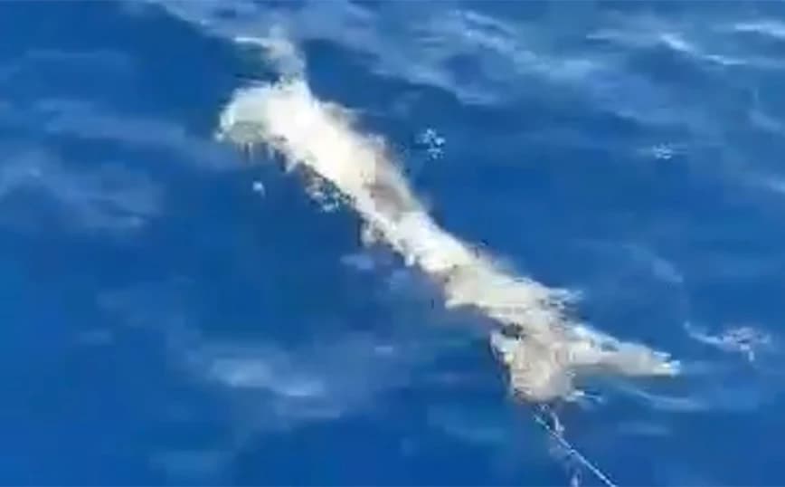 Κρήτη: Ψαράς έπιασε καρχαρία 200 κιλών στα Χανιά (εικόνα)