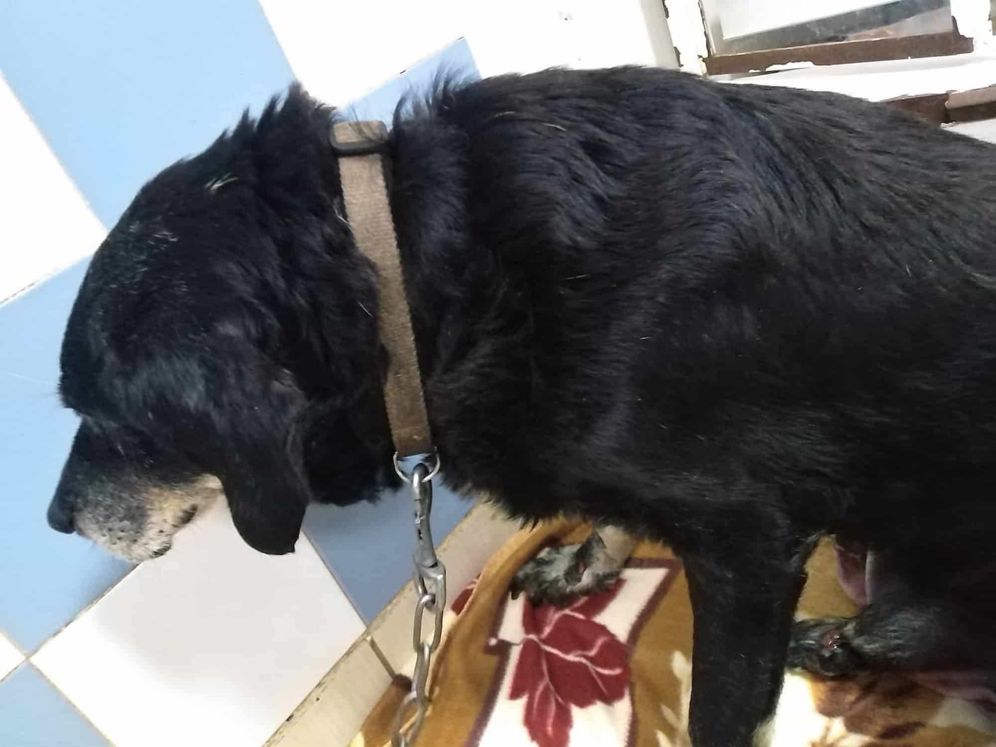Αδιανόητο σκηνικό στα Χανιά: Άνδρας έσερνε με το αυτοκίνητο το γέρικο σκυλί του - Το είχε δέσει στον προφυλακτήρα (εικόνα)