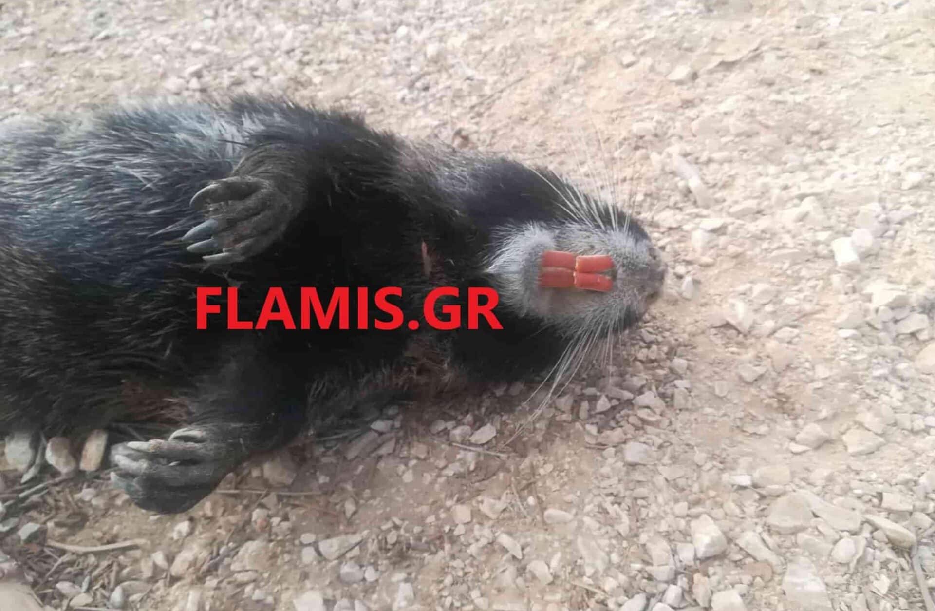 Τρωκτικό που βρέθηκε νεκρό