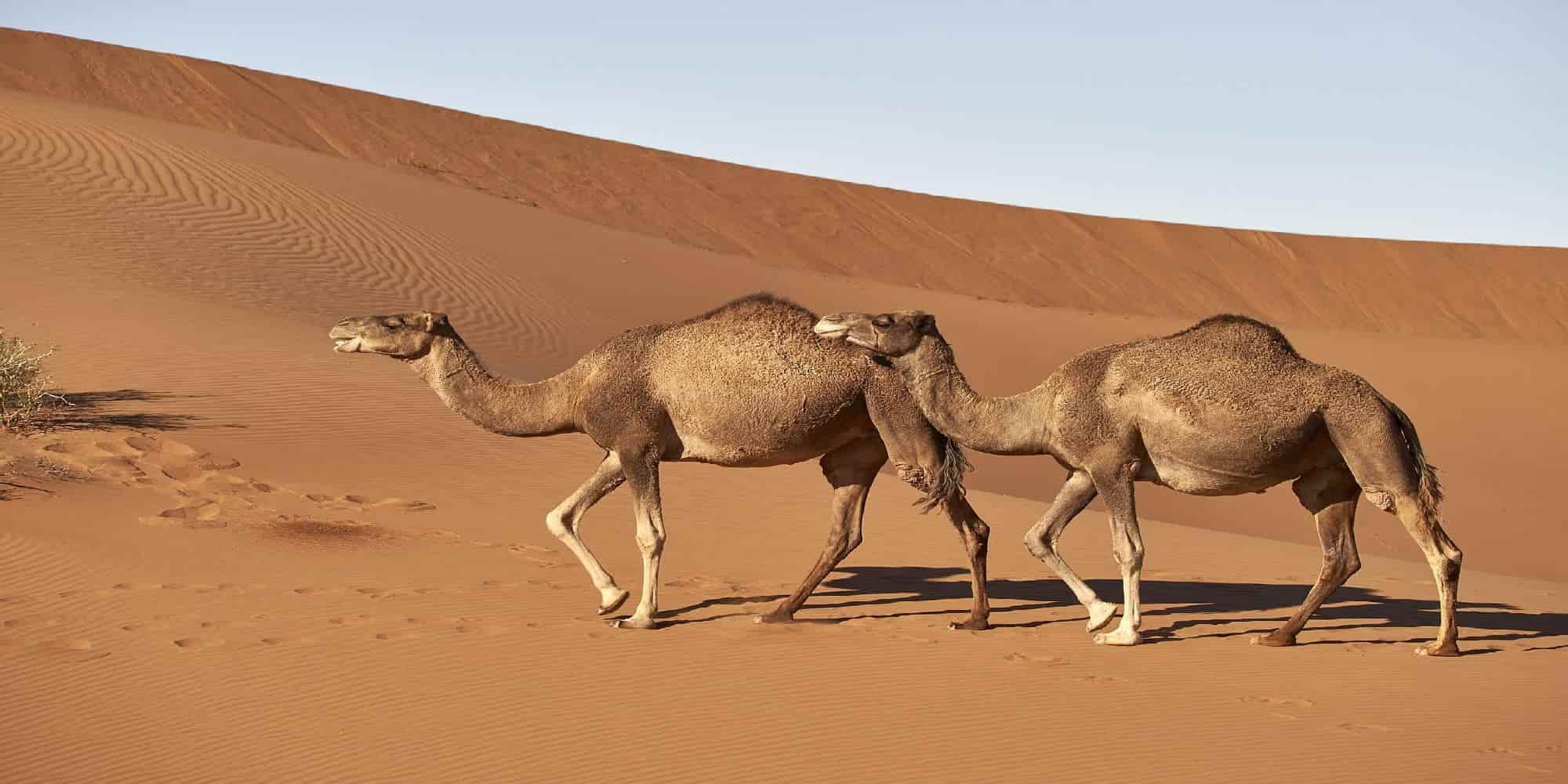 Δύο καμήλες στην έρημο