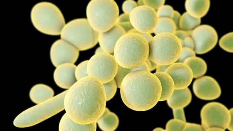 candida 5 5 22 - Σύψας: «Το 2050 πρώτη αιτία θανάτου θα είναι τα πολύ ανθεκτικά μικρόβια» - Τι είναι το Candida auris