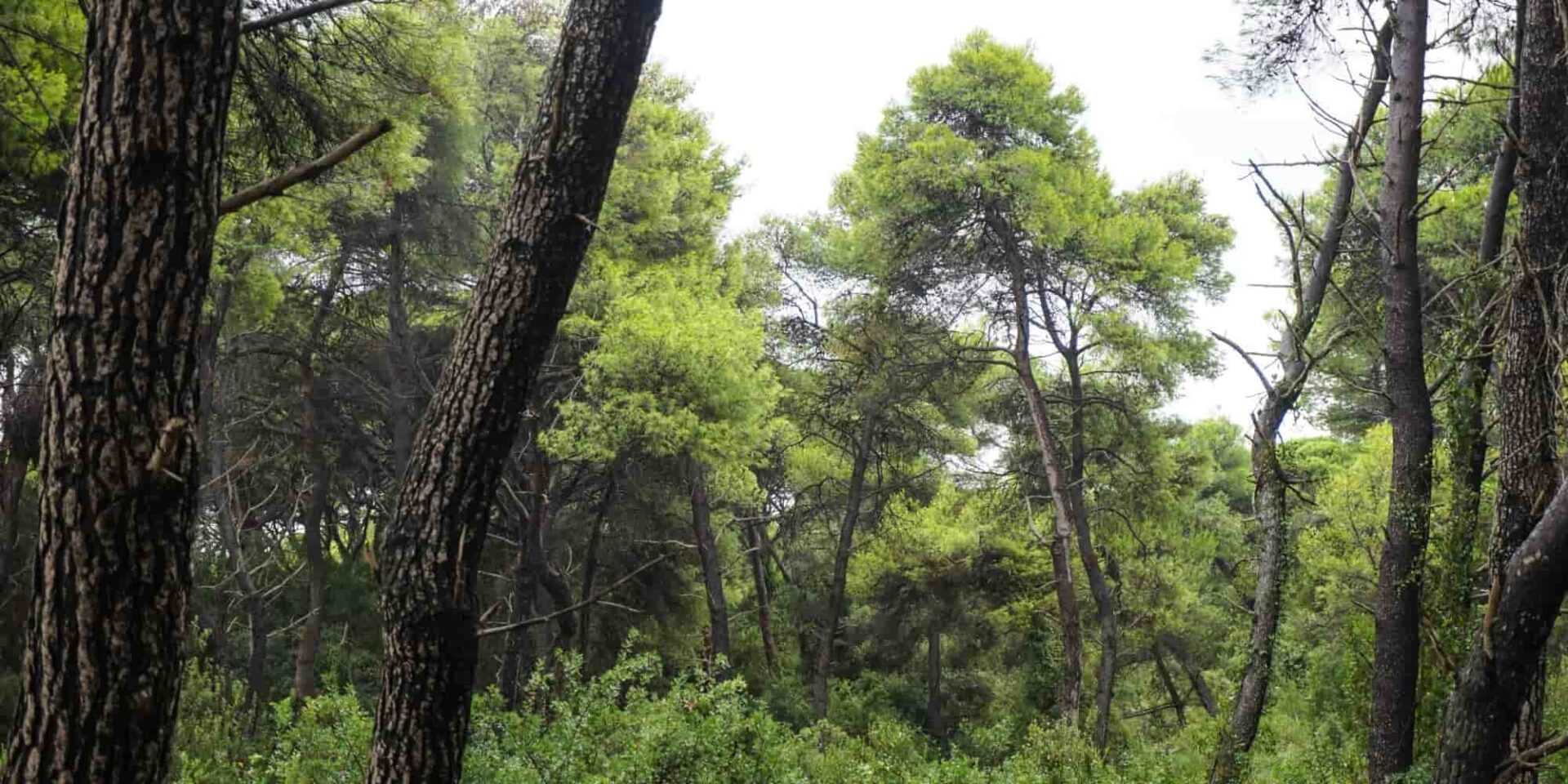 Το Εθνικό Πάρκο Υγροτόπων Κοτυχίου Στροφυλιάς