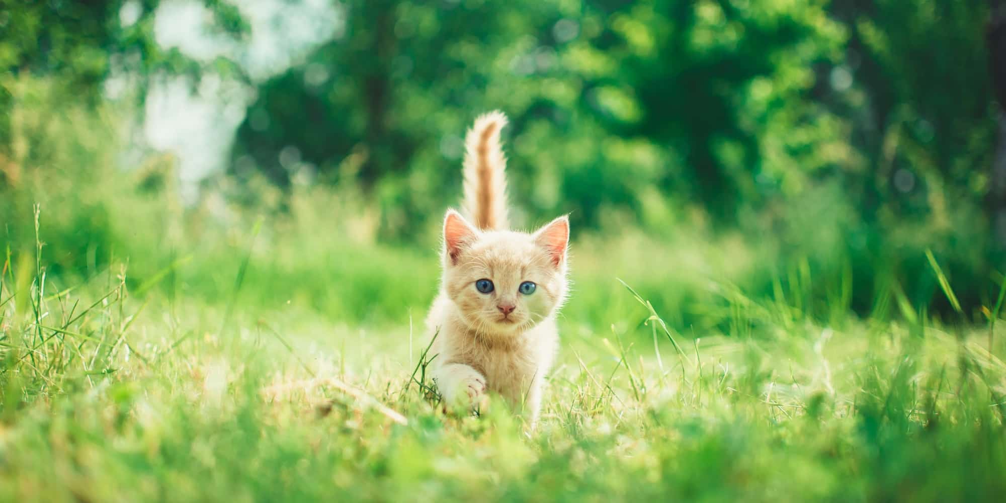 Μικρό γατάκι στον αγρό