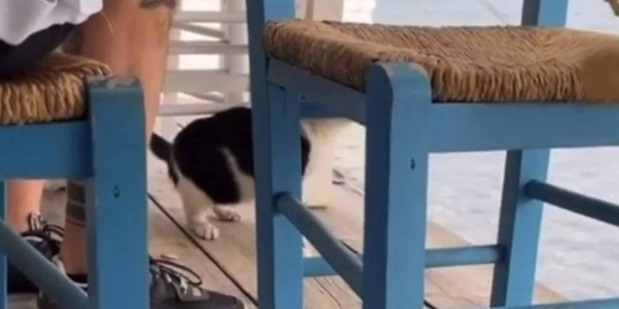 Η γάτα που βρέθηκε στη θάλασσα έπειτα από κλωτσιά του 30χρονου