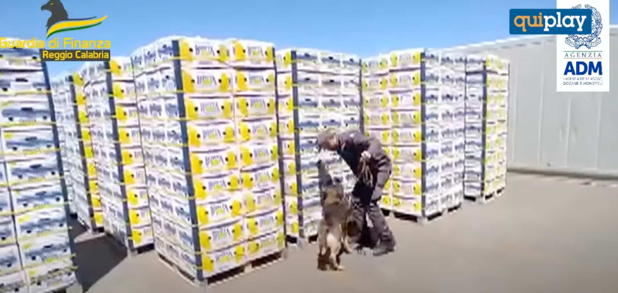 Διακινητές στην Ιταλία έκρυβαν 654 κιλά κοκαΐνης σε κουτιά με μπανάνες για τη Θεσσαλονίκη