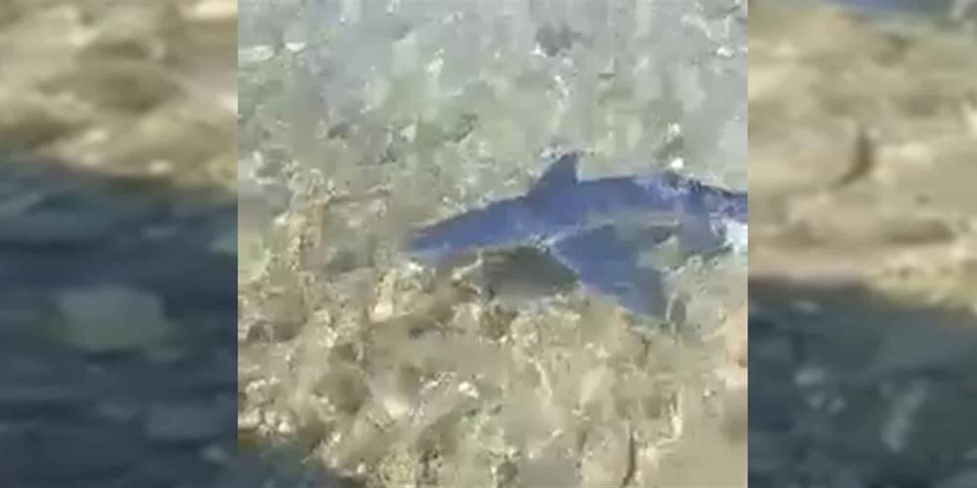 Ένας γαλάζιος καρχαρίας εμφανίστηκε στον Μύτικα Αιτωλοακαρνανίας (βίντεο)