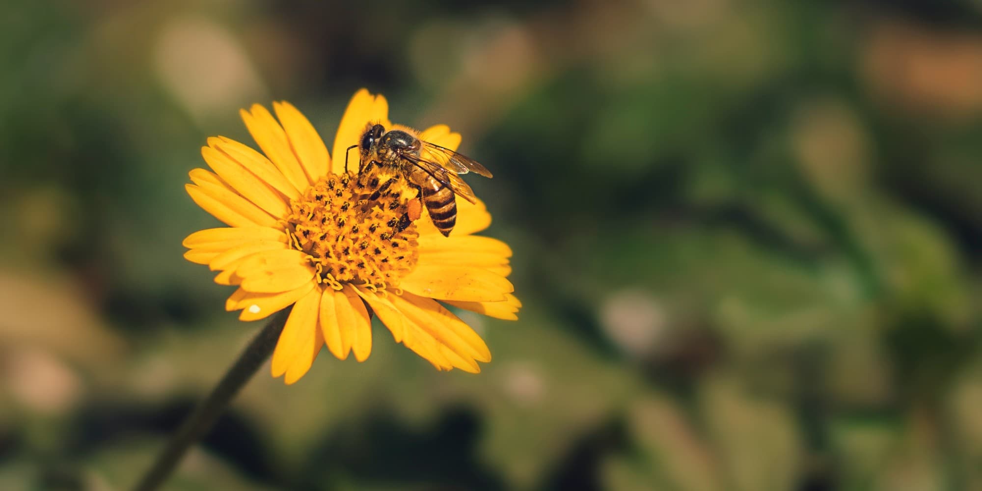Μία μέλισσα
