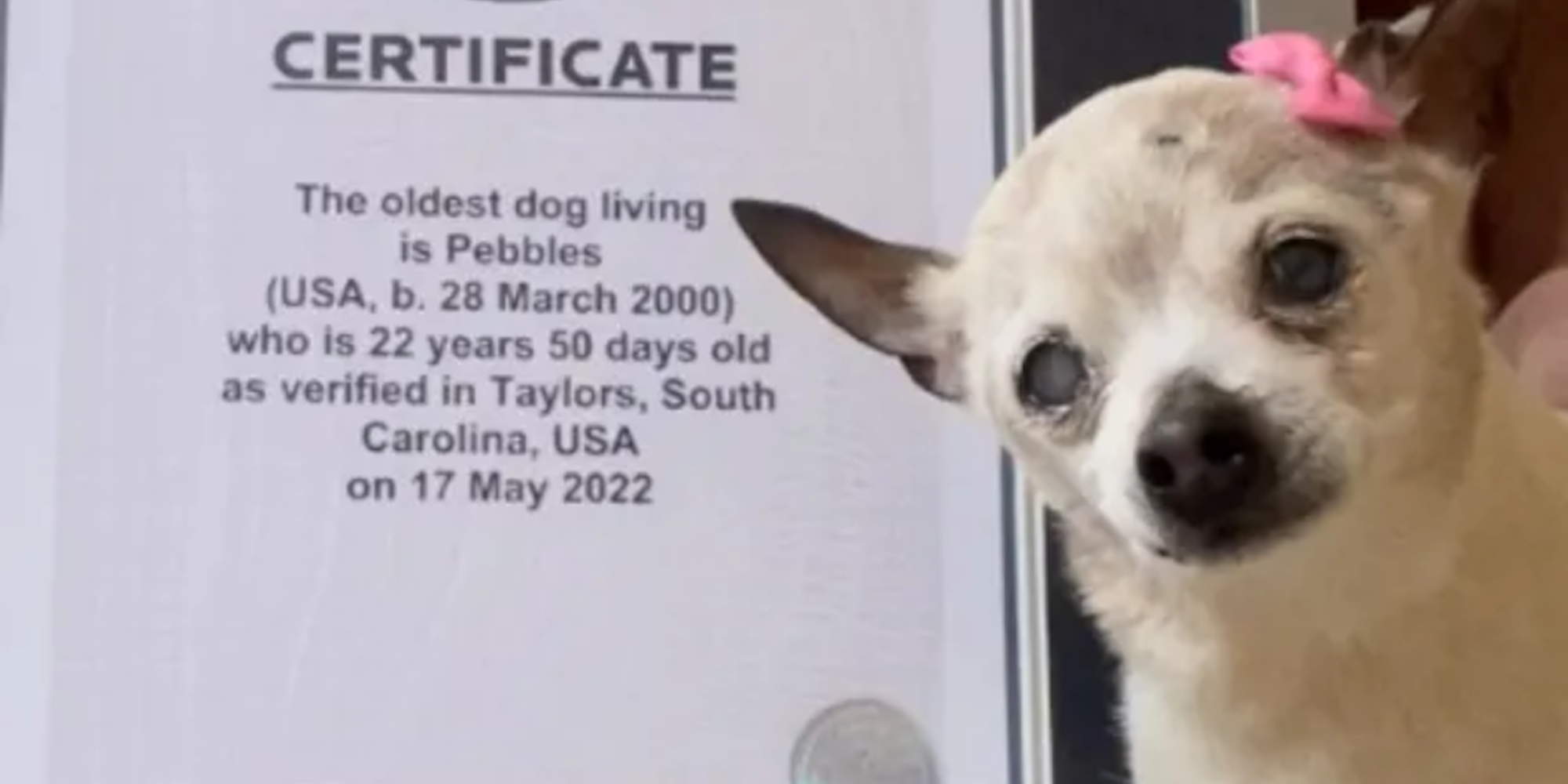 Η Πεμπλς είναι ο γηραιότερος σκύλος σύμφωνα με τα ρεκορ Γκίνες