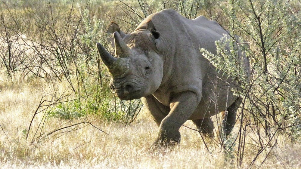 Ρινόκερος στη Ναμίμπια