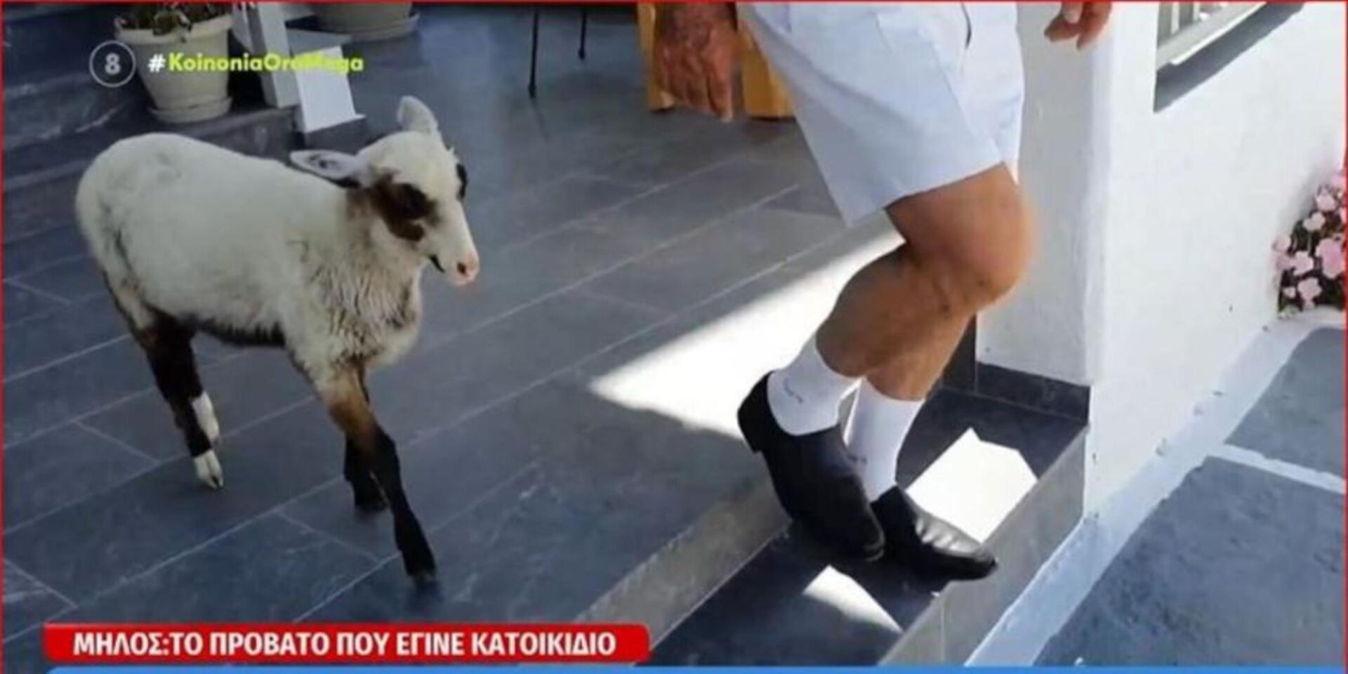 Ελπίδα, το πρόβατο