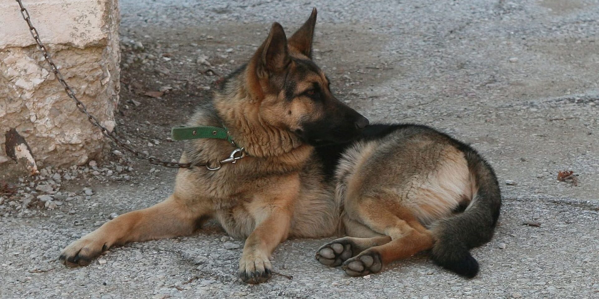 Λυκόσκυλο επιτέθηκε σε άνδρα στην Λαμία