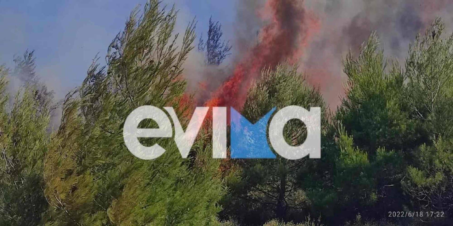 Φωτιά στην Εύβοια / Φωτογραφία: Evima