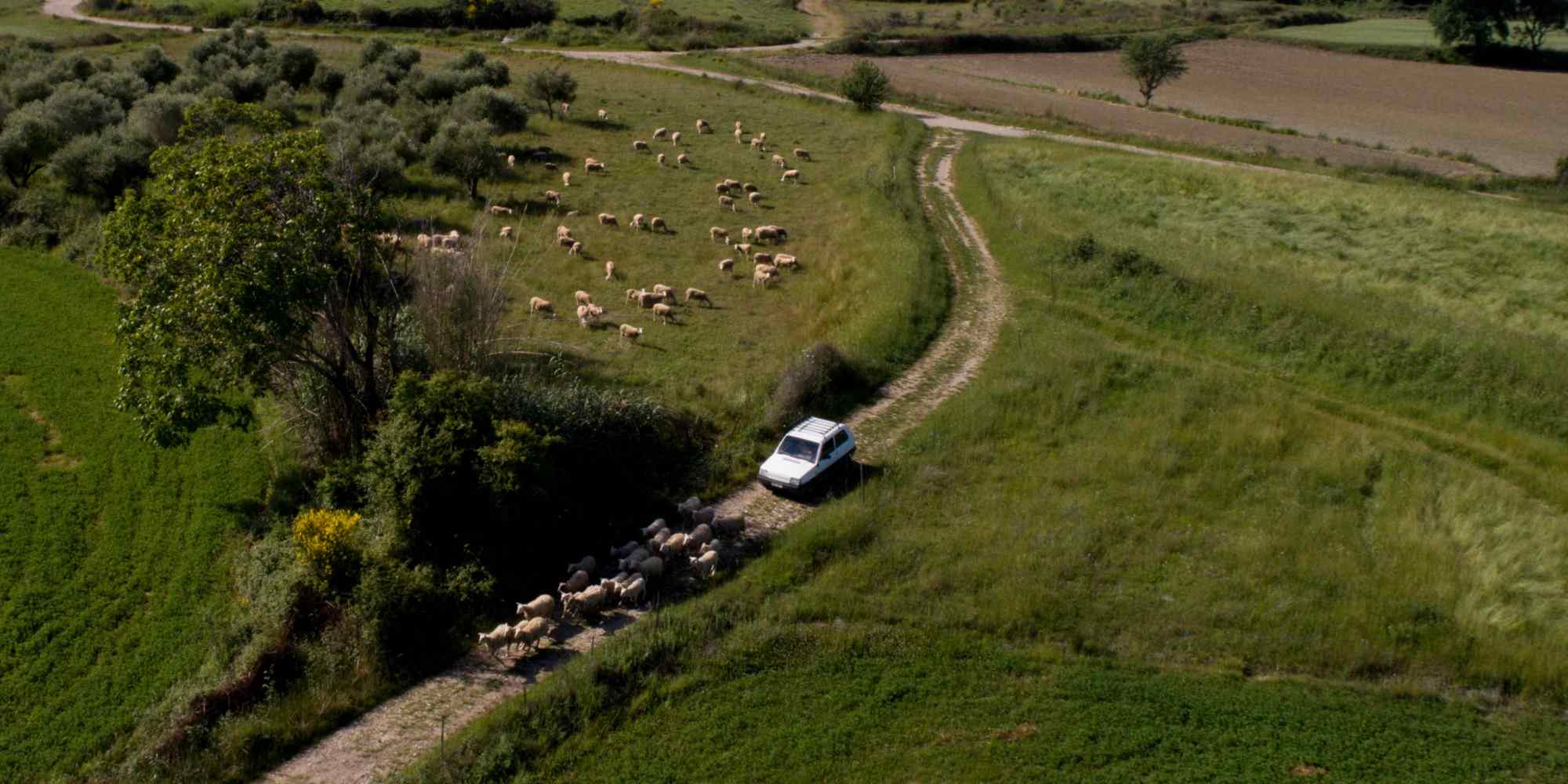 Κοπάδι με πρόβατα και αυτοκίνητο