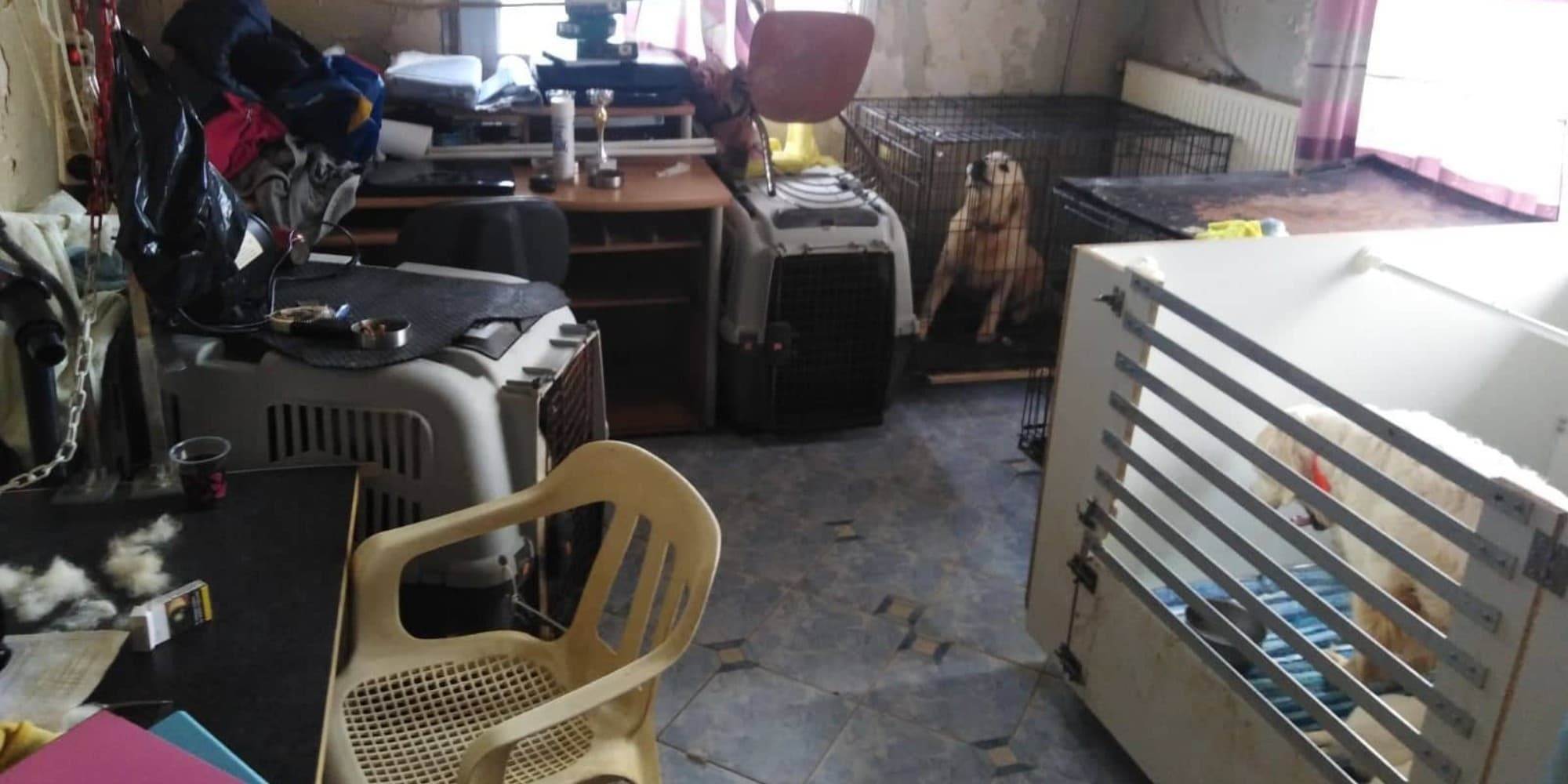 16 σκυλιά σε κλουβιά κράταγε 60χρονη στην Θεσσαλονίκη
