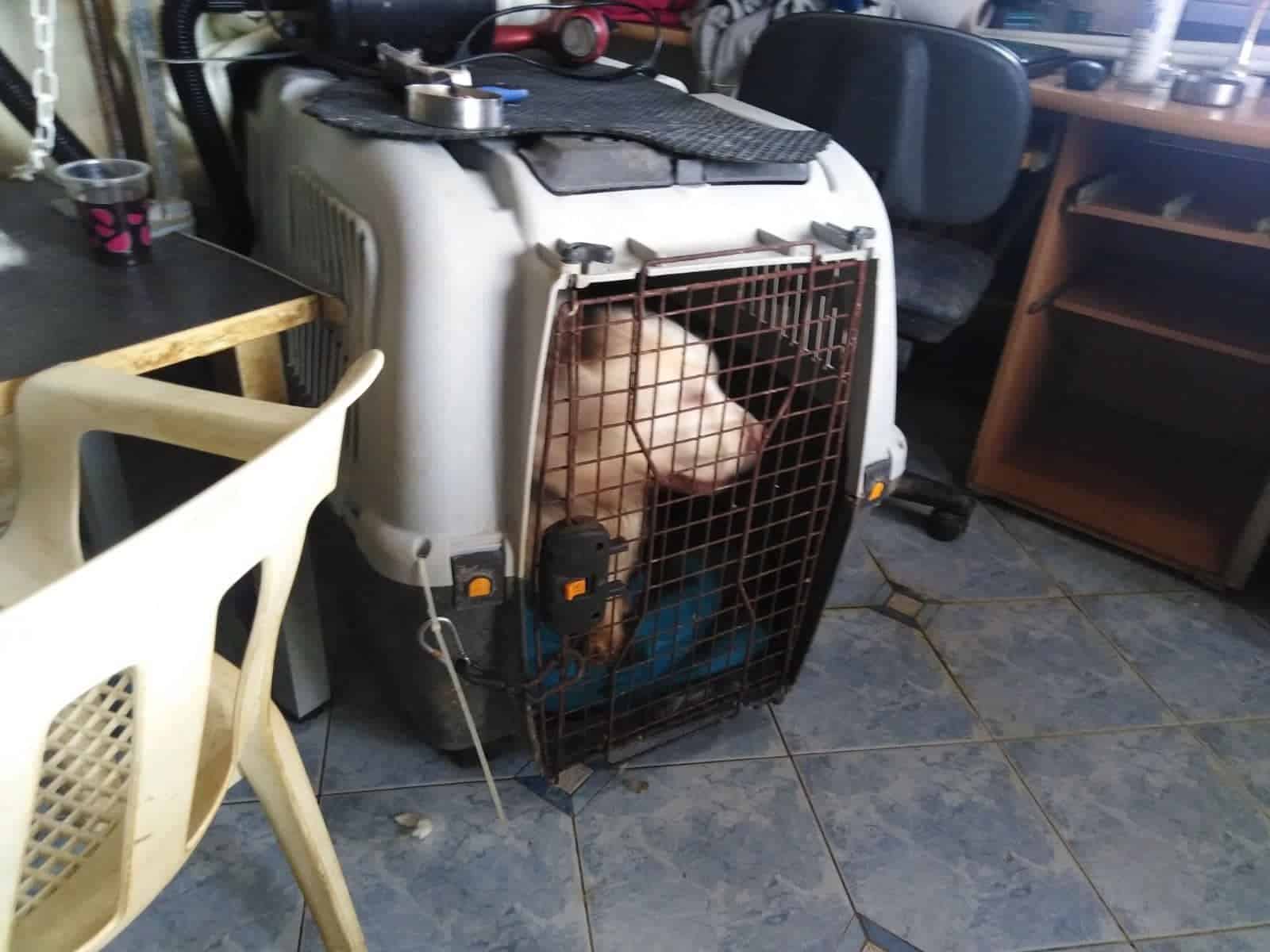 16 σκυλιά σε κλουβιά κράταγε 60χρονη στην Θεσσαλονίκη