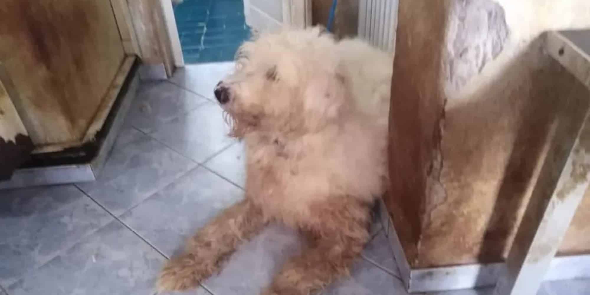 Ένα από τα σκυλιά που βρέθηκαν μέσα στο διαμέρισμα στη Θεσσαλονίκη