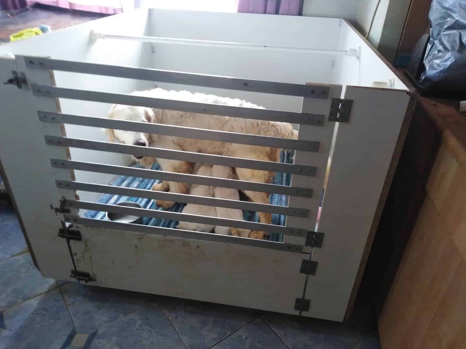 16 σκυλιά σε κλουβιά κράταγε 60χρονη στην Θεσσαλονίκη 