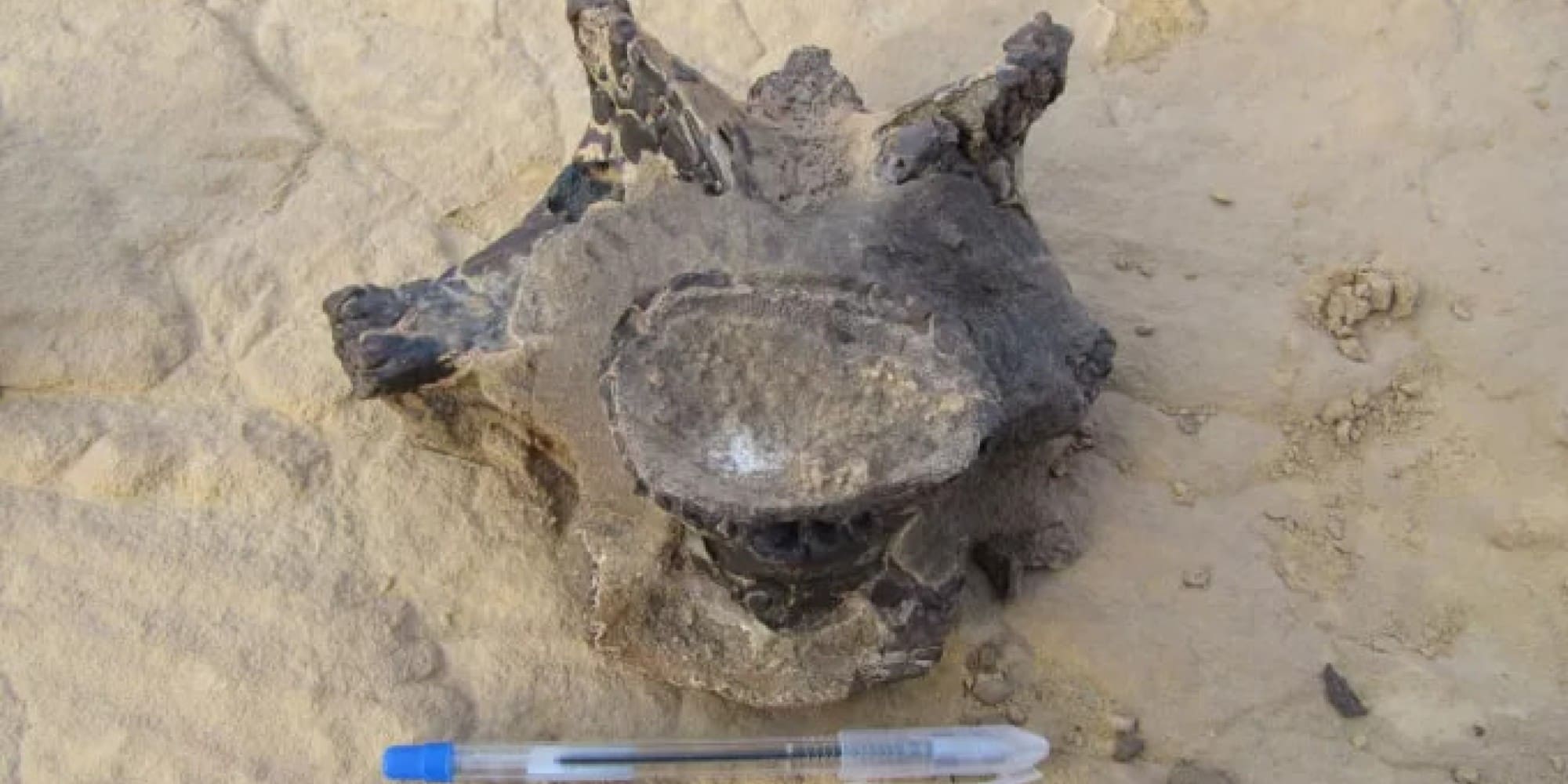 Σπόνδυλος δεινοσαύρου ηλικίας 98 εκατ. ετών ανακαλύφθηκε στην έρημο στην Αίγυπτο