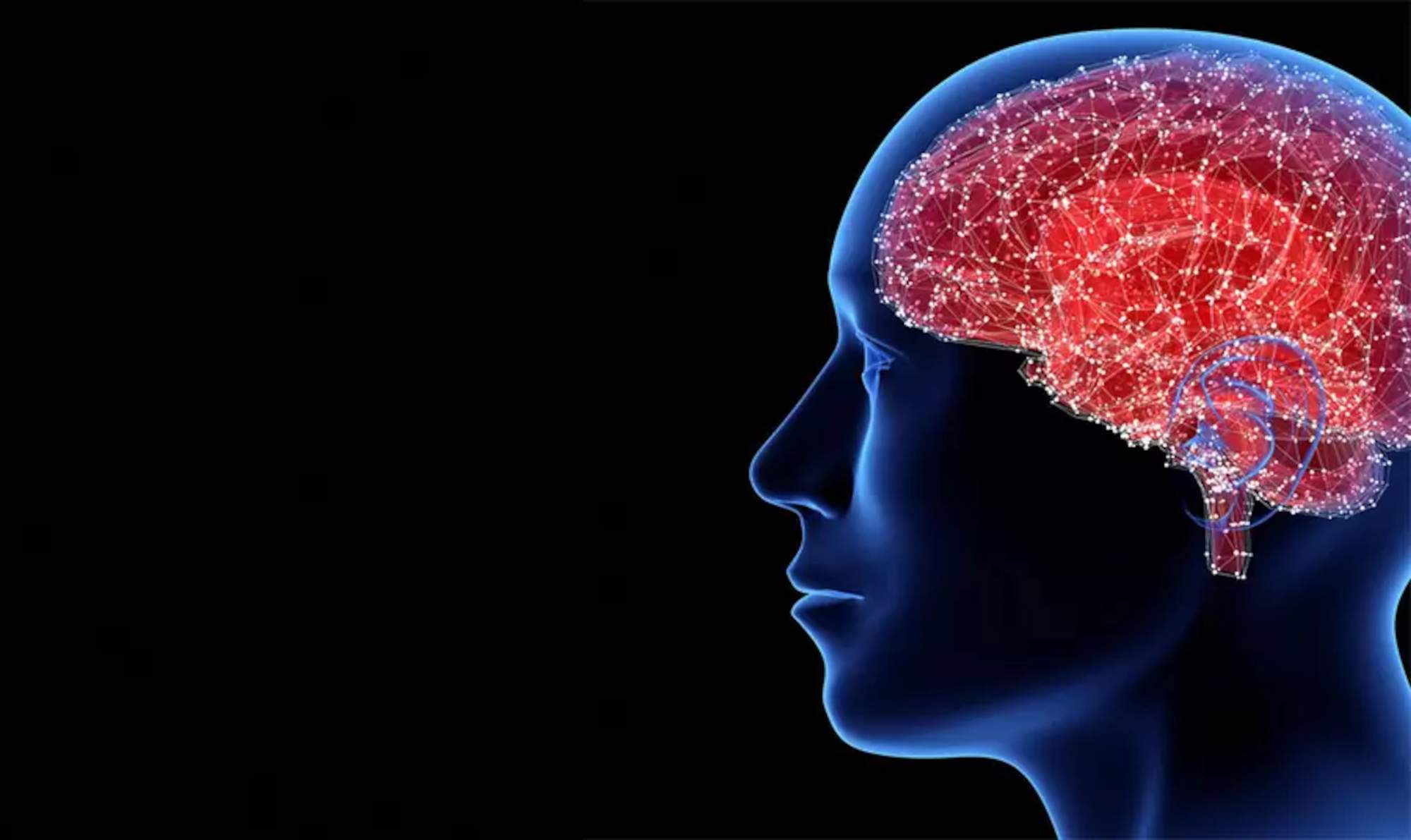 Ψηφιακή απεικόνιση του ανθρώπινου κεφαλιού, όπου διακρίνεται ο εγκέφαλος