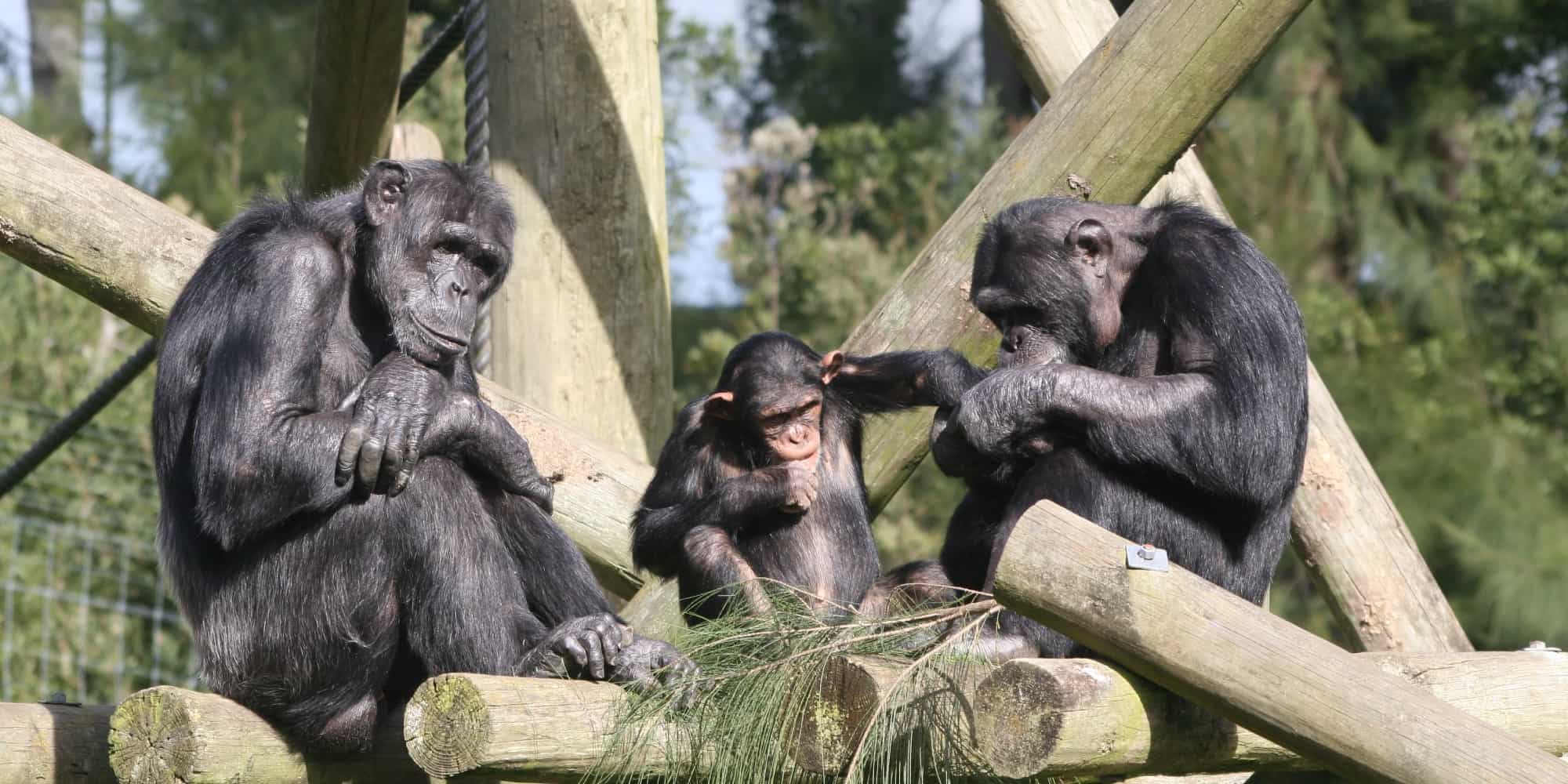 Χιμπατζήδες - Χιμπατζής