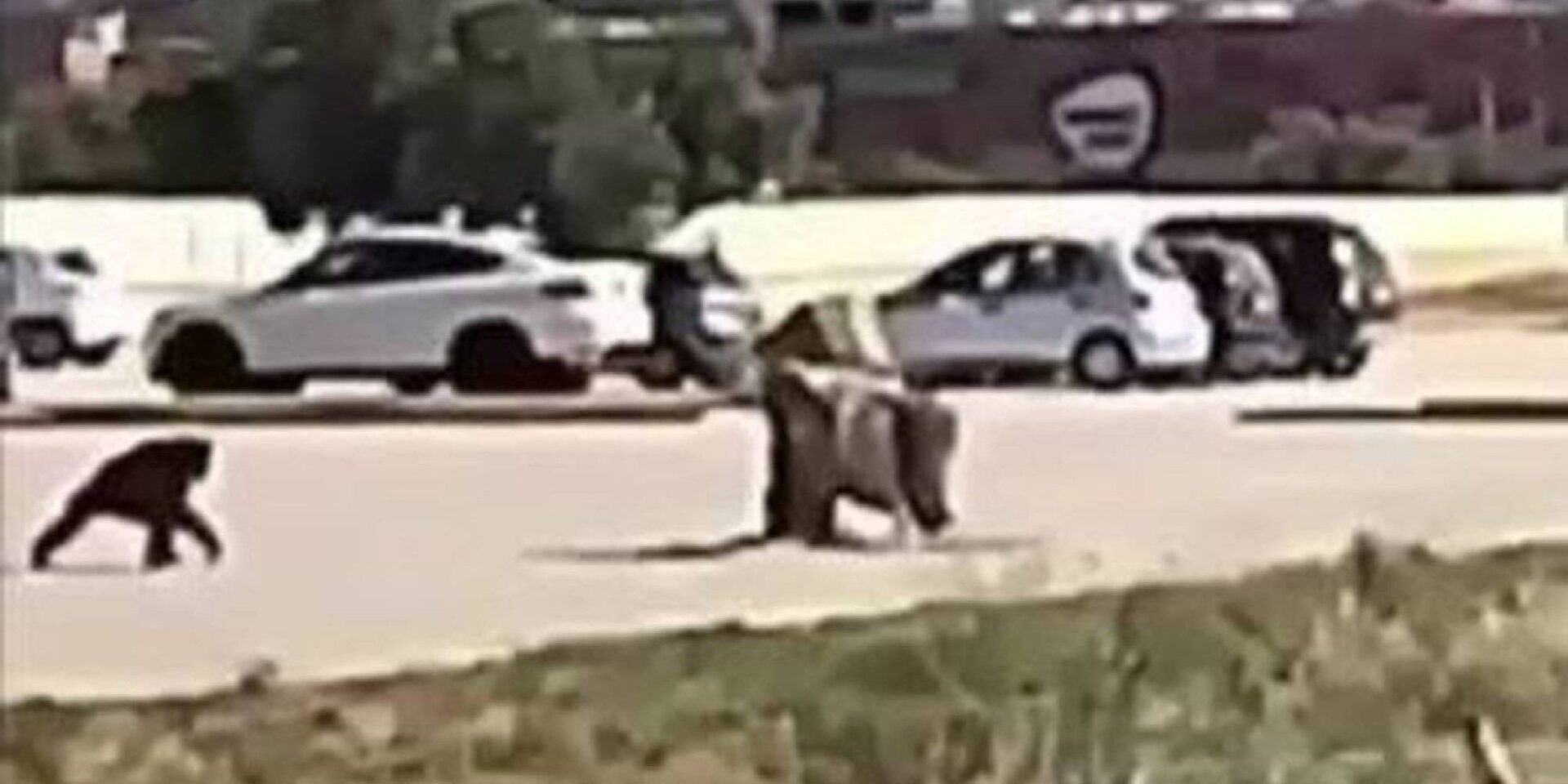 Ο χιμπατζής που το έσκασε από το Αττικό Ζωολογικό Πάρκο