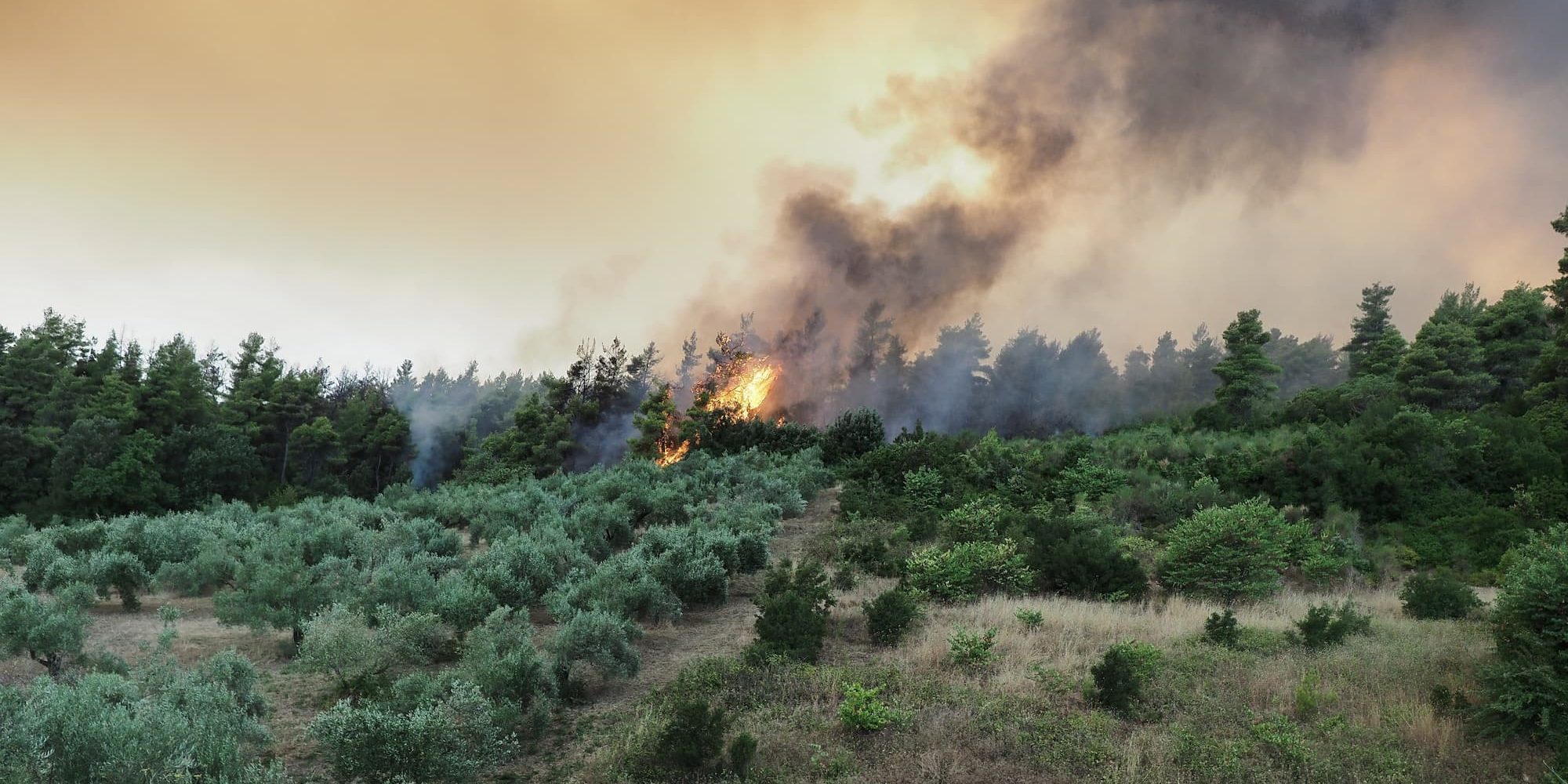 Πάνω από 50 δασικές πυρκαγιές σε ένα 24ωρο