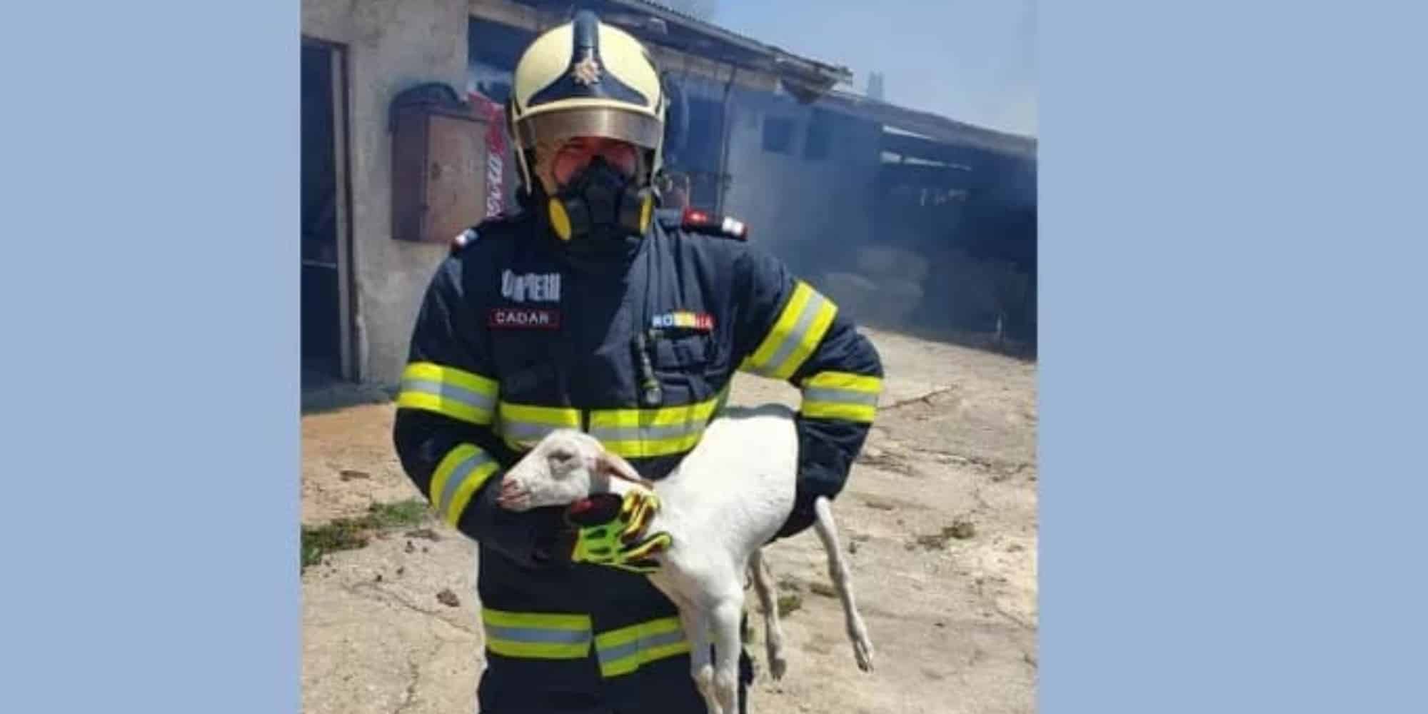 O Ρουμάνος πυροσβέστης που έσωσε το πρόβατο