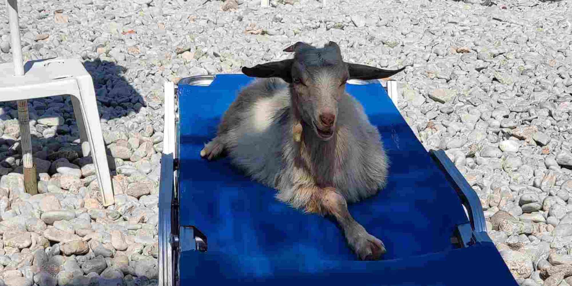 H κατσίκα σε ξαπλώστρα σε παραλία της Σύμης