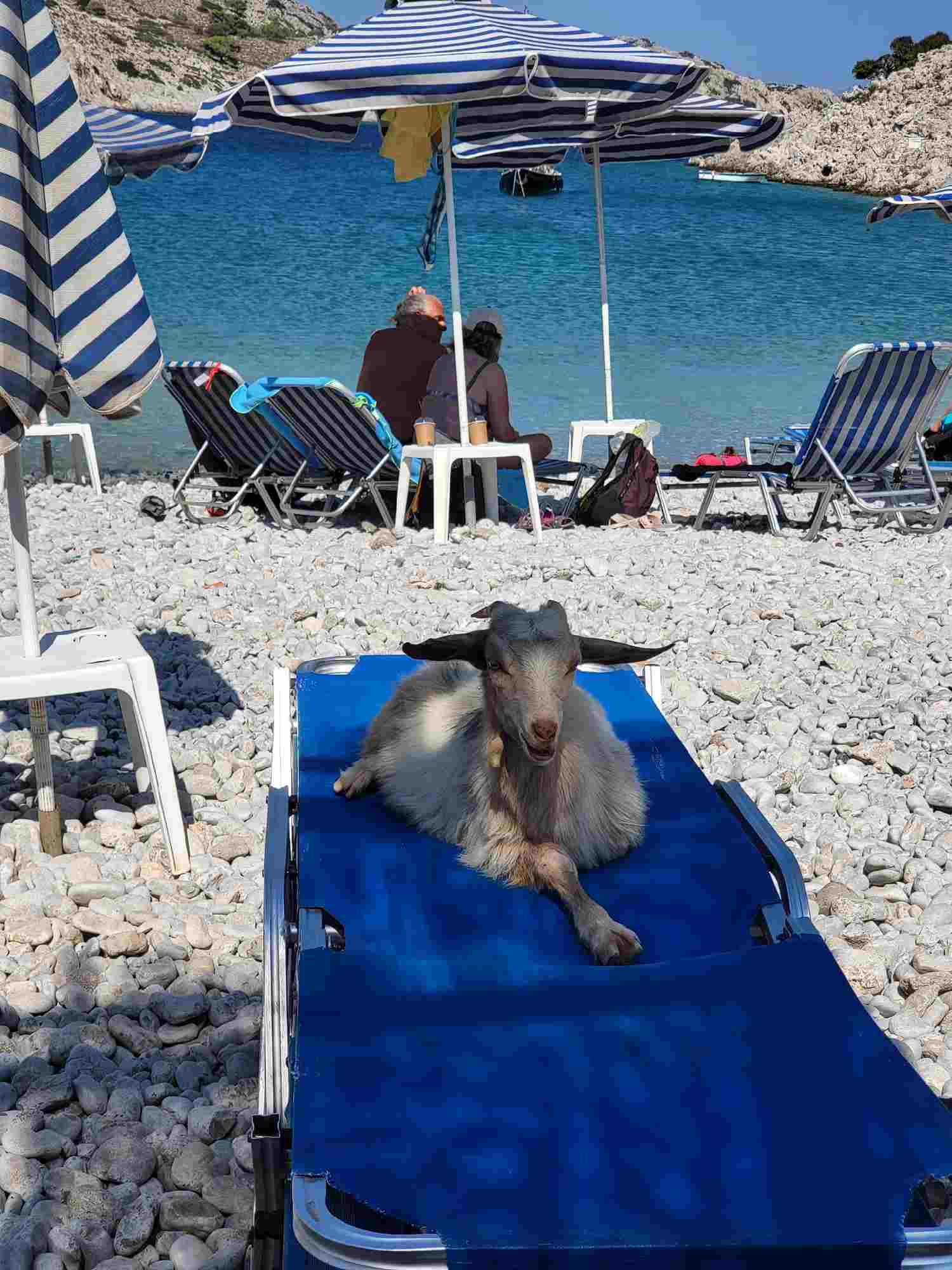 H κατσίκα σε ξαπλώστρα σε παραλία της Σύμης
