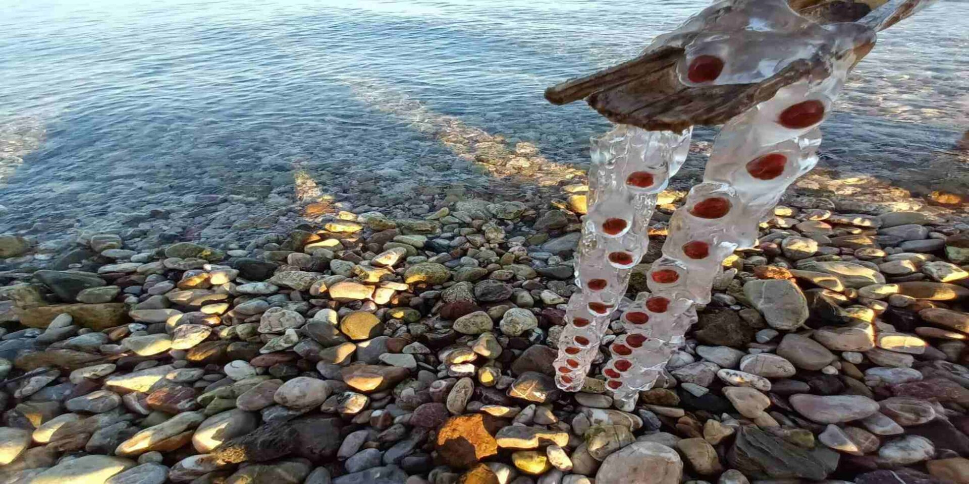 Οι σαλιάρες (salps) σε παραλία της Πάτρας