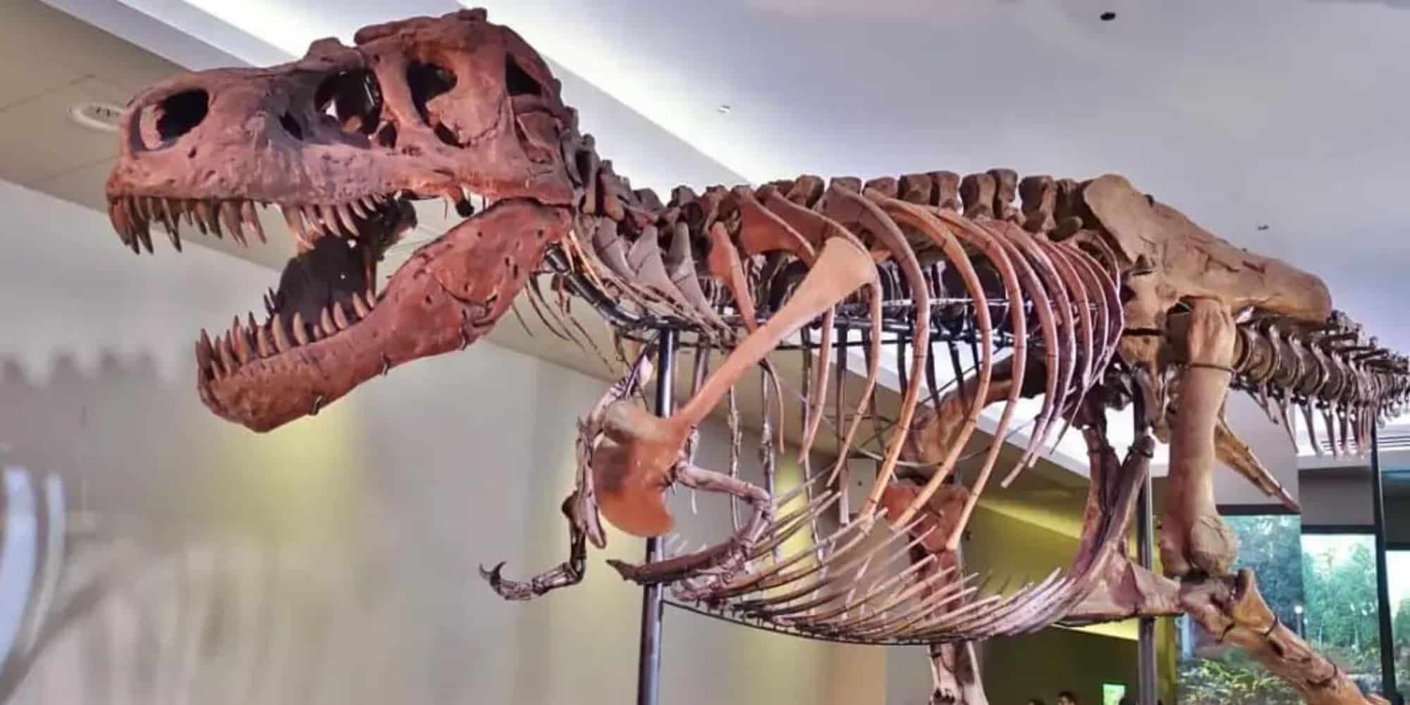 Σκελετός Δεινοσαύρου
