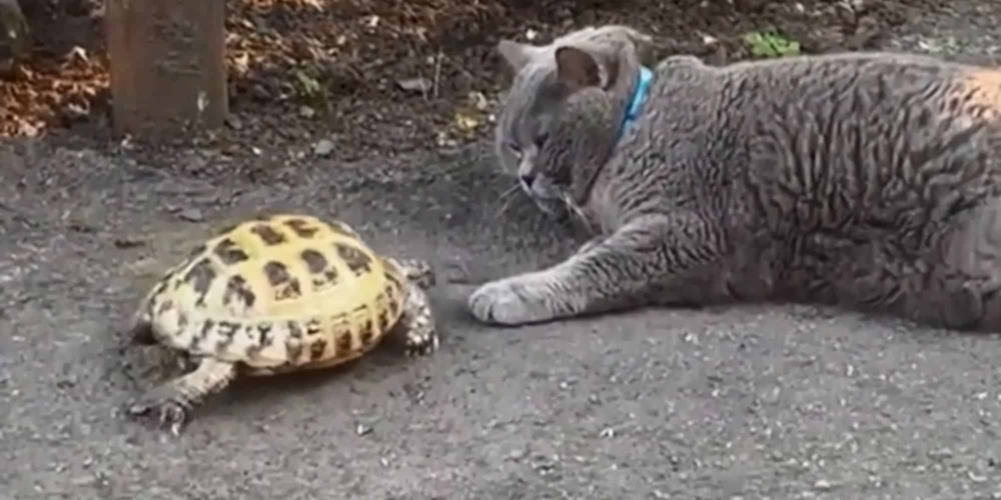 Η χελώνα κυνηγάει τη γάτα