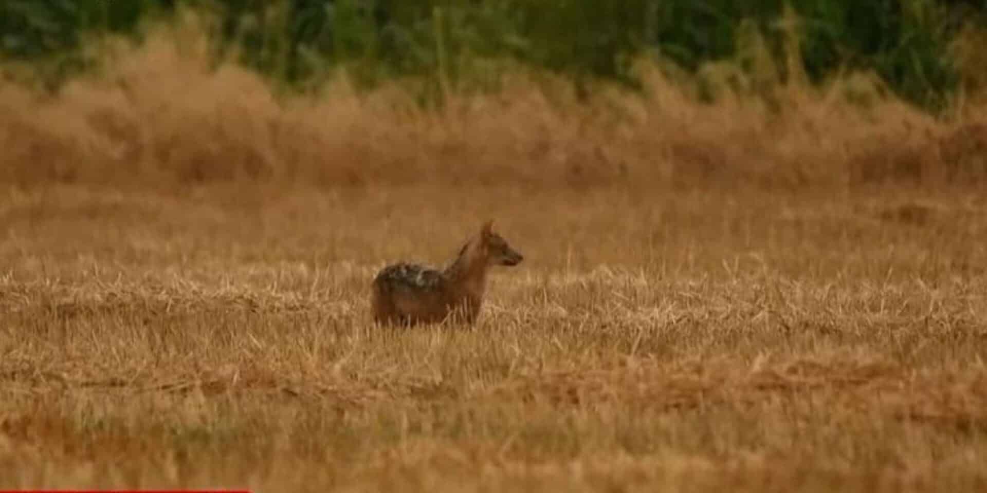 Το χρυσό τσακάλι που εμφανίστηκε στη λίμνη Κάρλα
