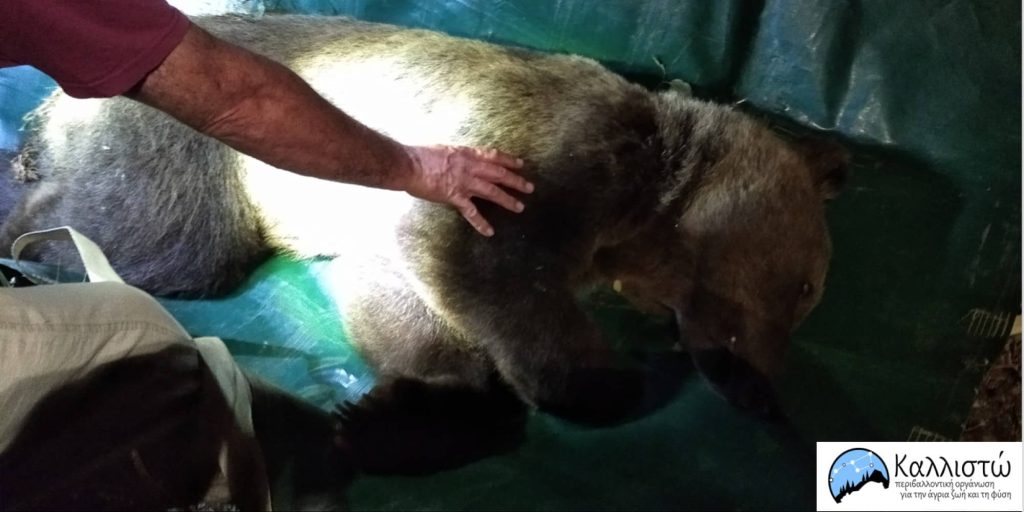 Αρκούδα έκανε βόλτα σε κατοικημένη περιοχή στην Καστοριά