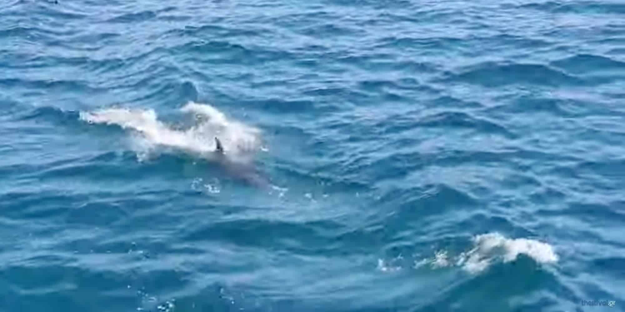 Δελφίνια ακολούθησαν το καραβάκι «Κωνσταντής» στον Θερμαϊκό στη Θεσσαλονίκη