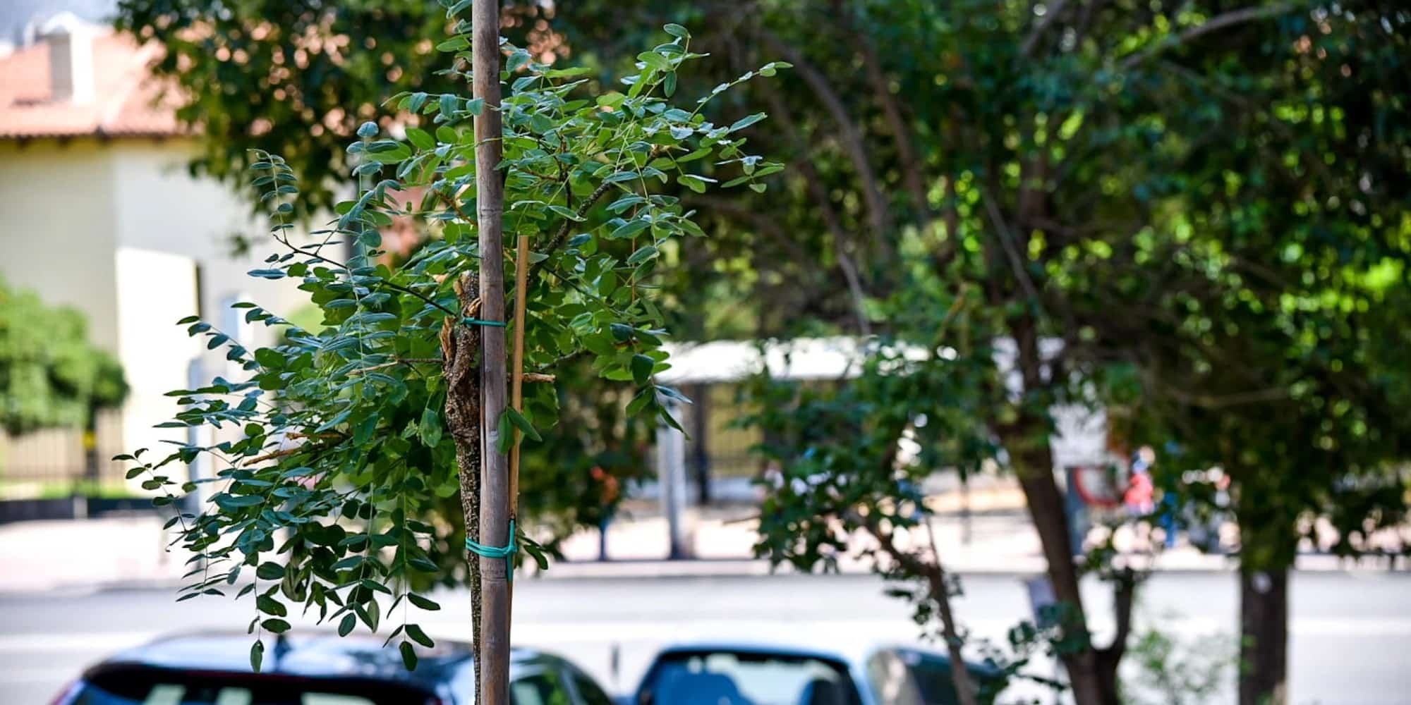 Ο Δήμος Αθηναίων φύτεψε πάνω από 3.700 δέντρα τα τελευταία χρόνια