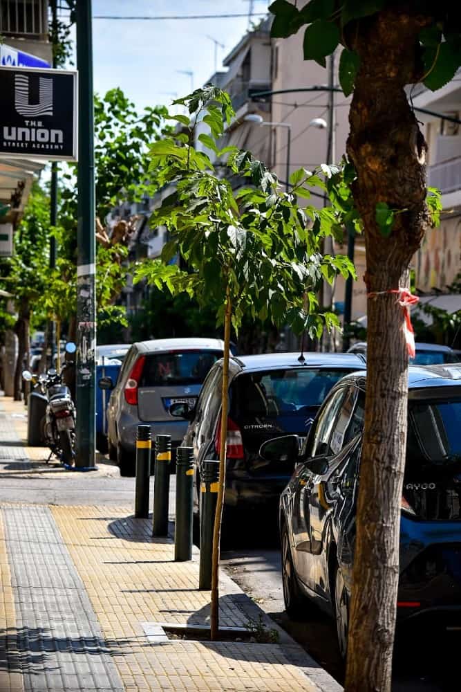 Ο Δήμος Αθηναίων φύτεψε πάνω από 3.700 δέντρα τα τελευταία χρόνια