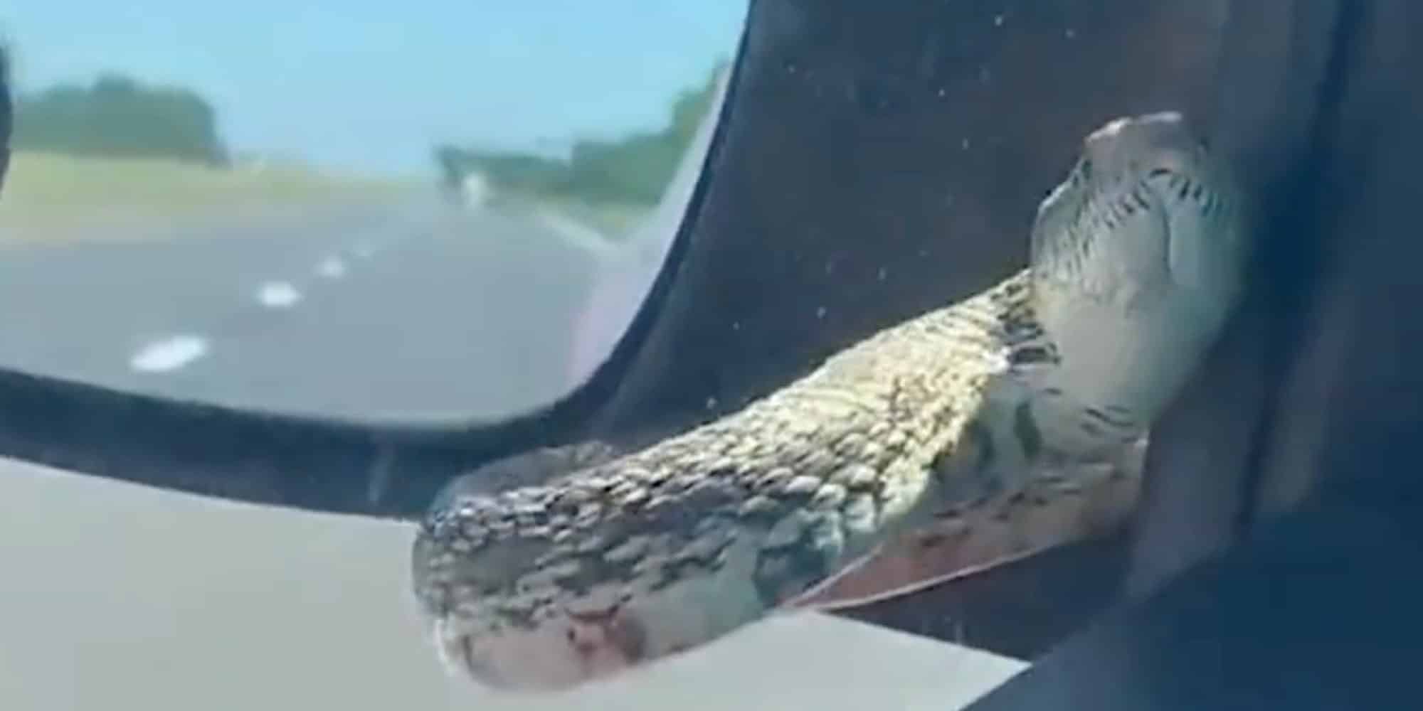 Οδηγός στις ΗΠΑ είδε φίδι στο αυτοκίνητό της